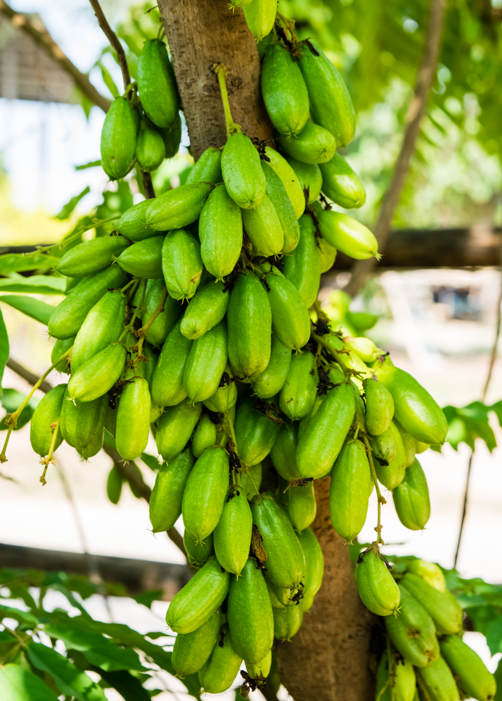 Tropical Bilimbi fruit tree in a coconut coir pot, featuring lush green foliage and young Bilimbi fruits.