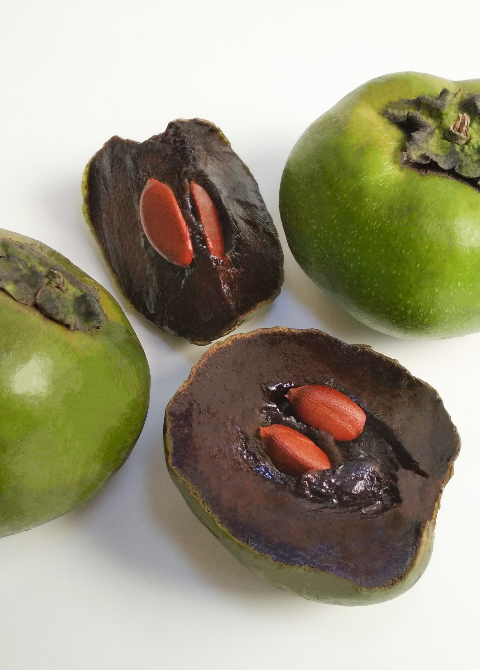 Black Sapote seedling from Sow Exotic in a coconut coir pot, a tropical fruit tree with young dark green leaves.