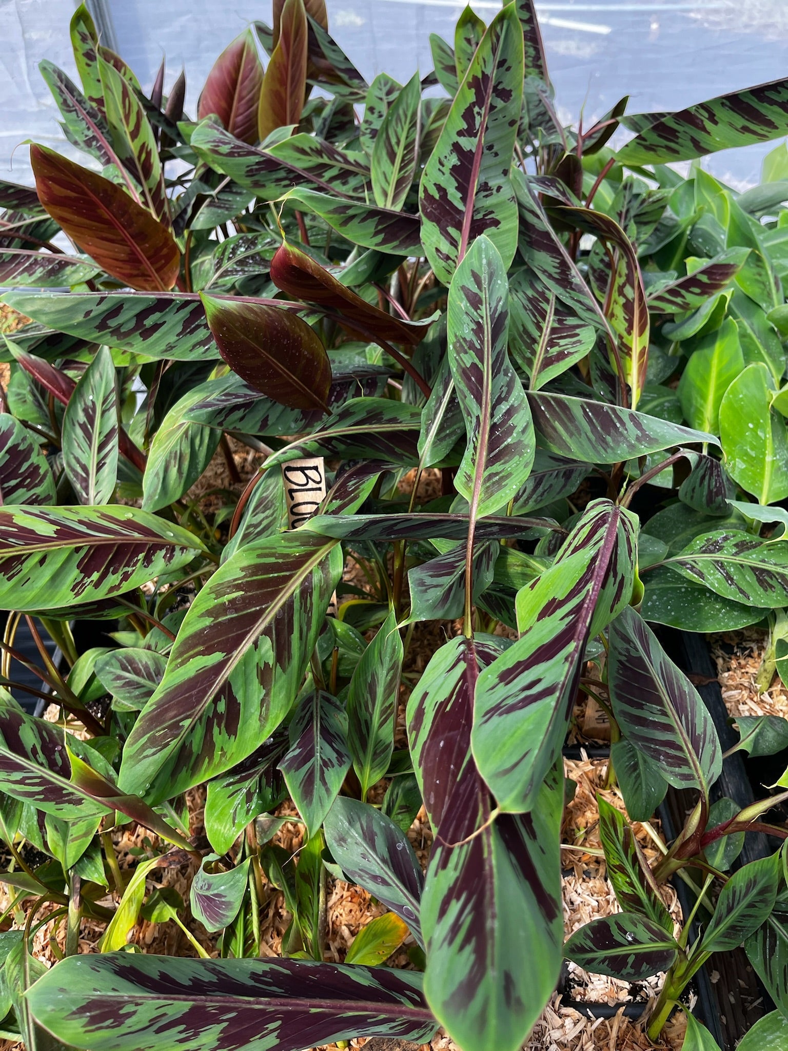 Blood Banana tropical fruit tree in coconut coir pot by Sow Exotic, showcasing its vibrant striped leaves and lush growth.