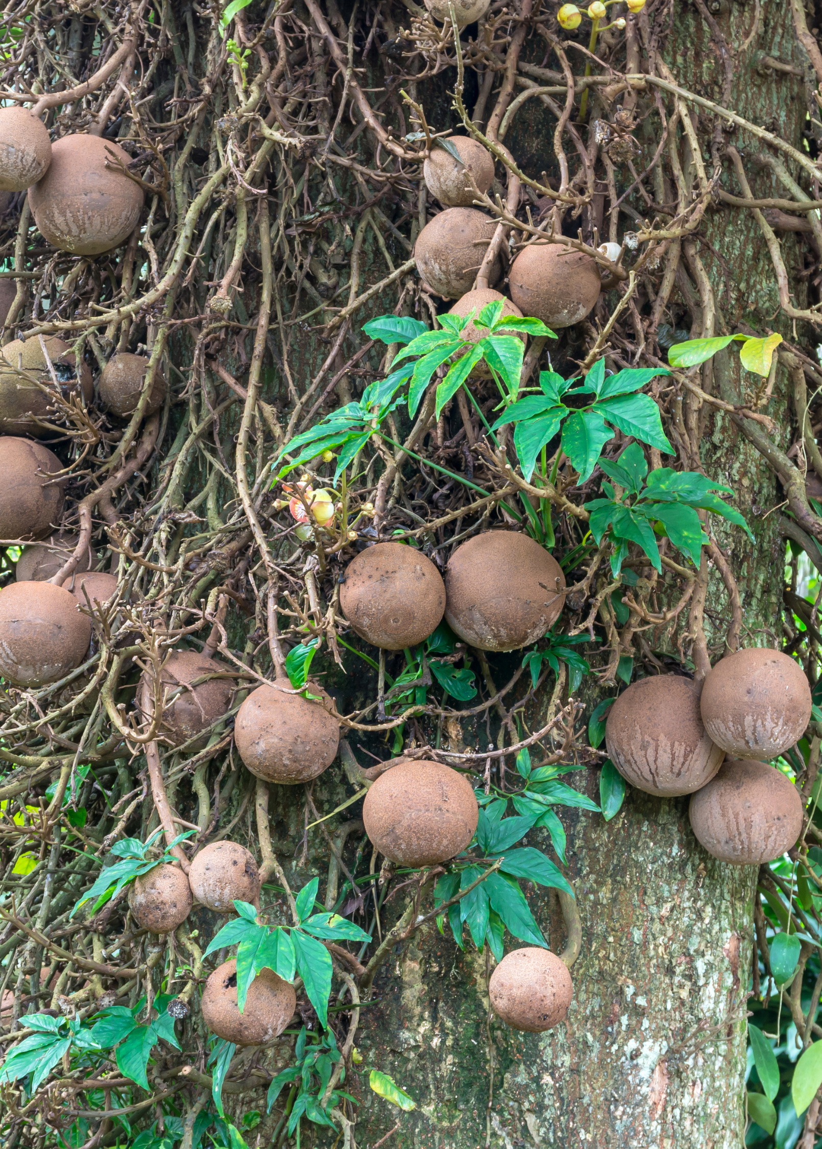 Cannonball Tree (Couroupita guianensis) tropical fruit tree in a coconut coir pot, showcasing lush green foliage and distinctive spherical fruits.