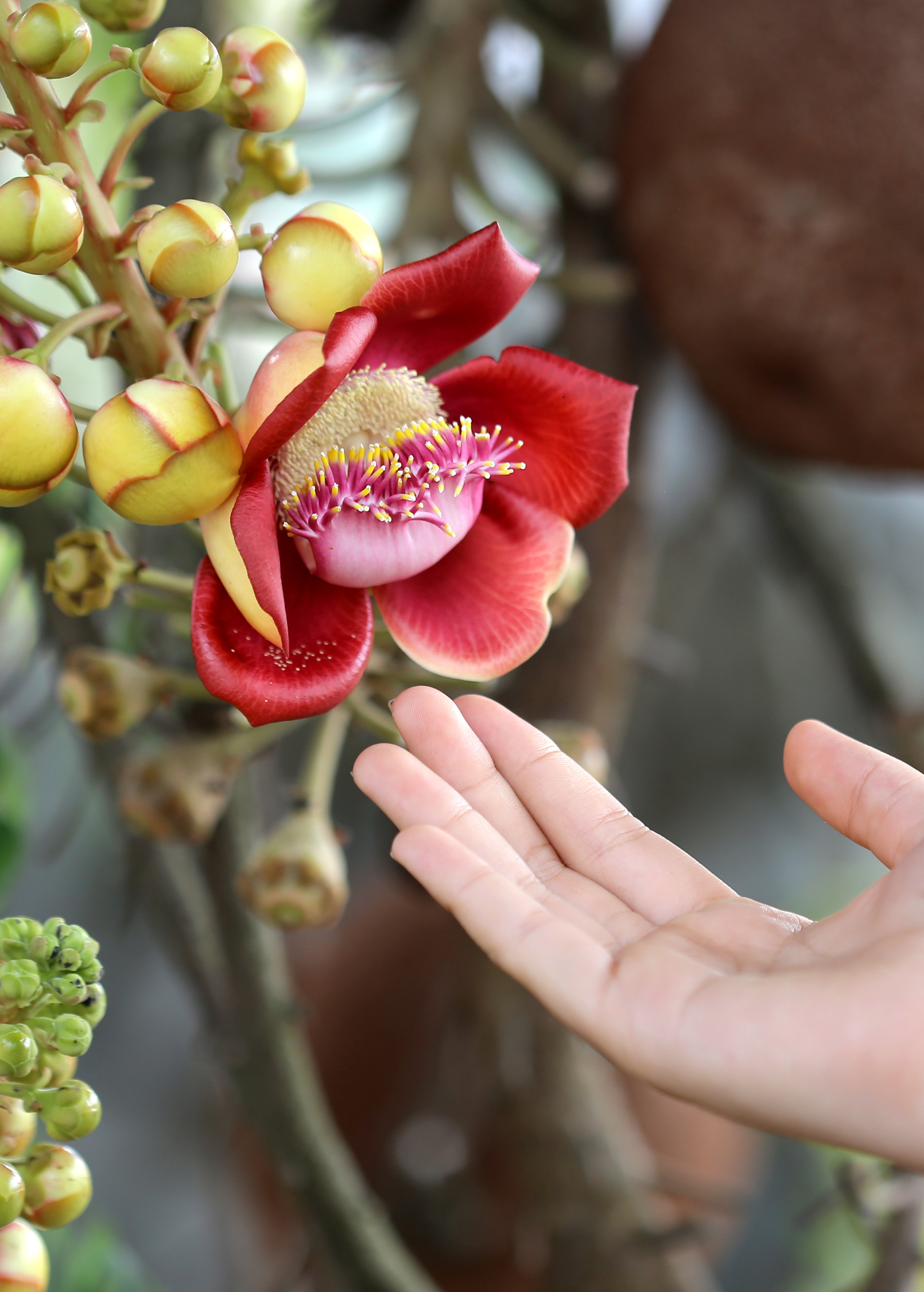 Cannonball Tree (Couroupita guianensis) tropical fruit tree in a coconut coir pot, grown by Sow Exotic.