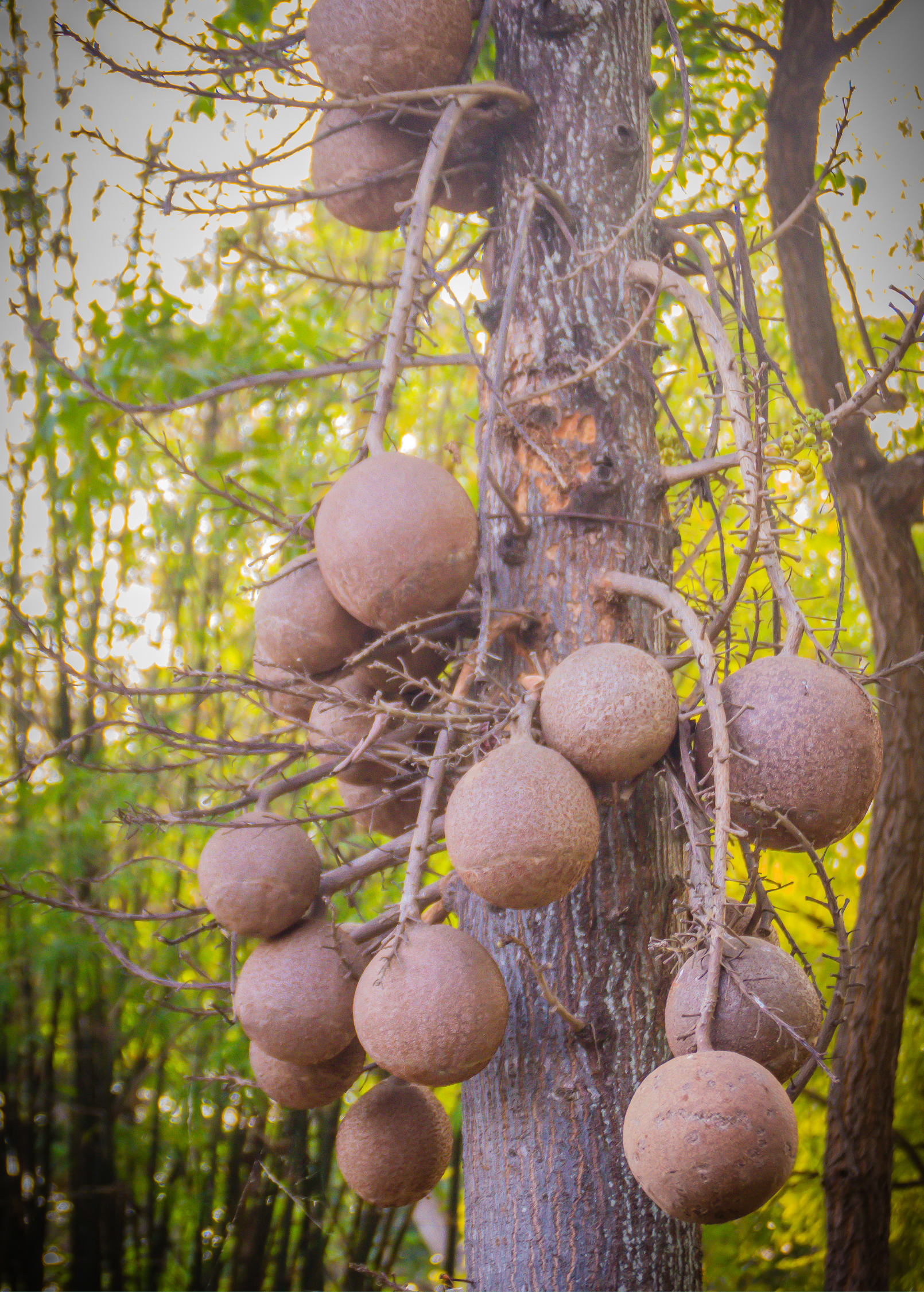 Cannonball Tree (Couroupita guianensis) tropical fruit tree in a coconut coir pot, with large green leaves and distinctive round fruit.