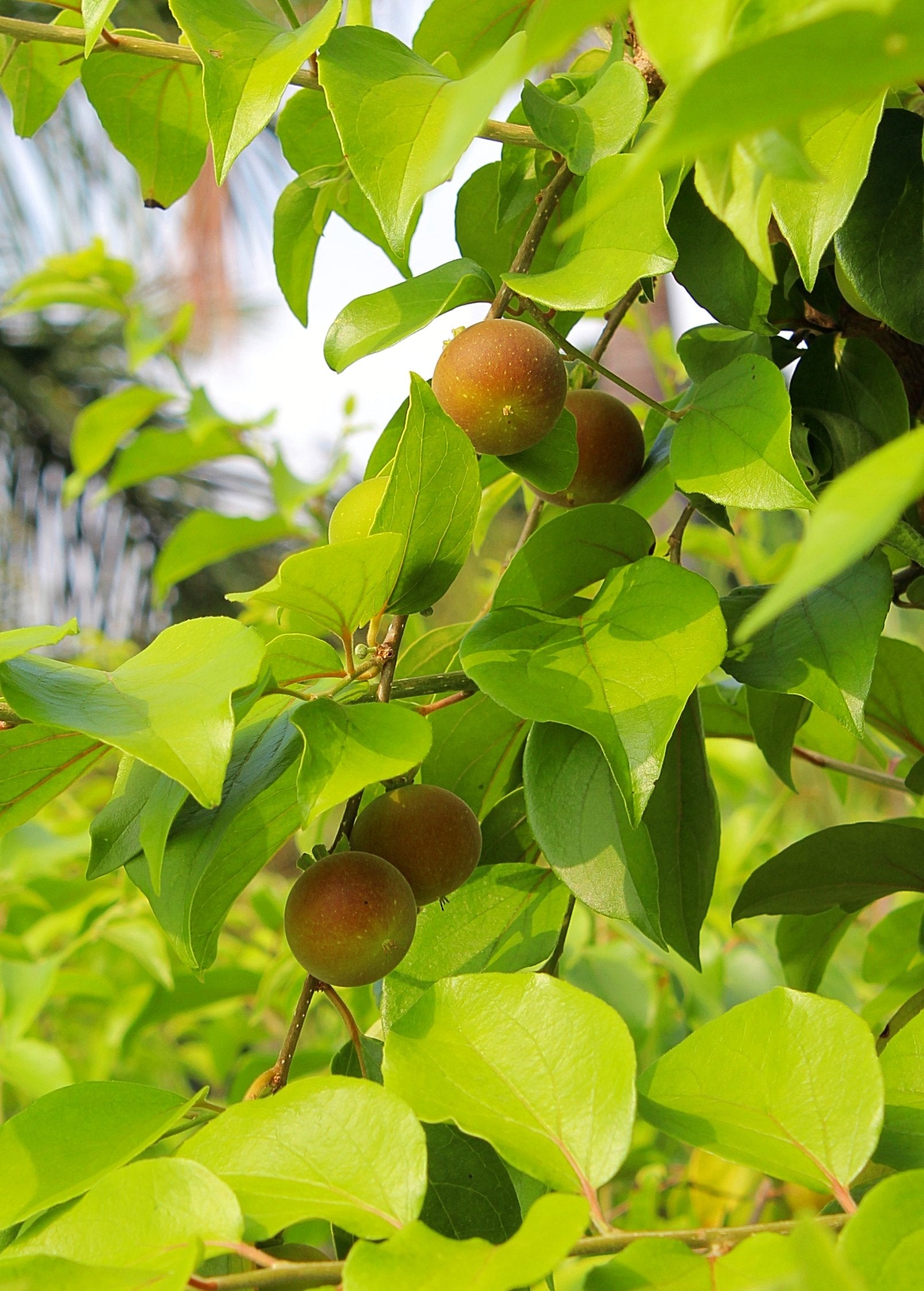 Ceylon Gooseberry tropical fruit tree in coconut coir pot, featuring lush green foliage and young fruit, by Sow Exotic.