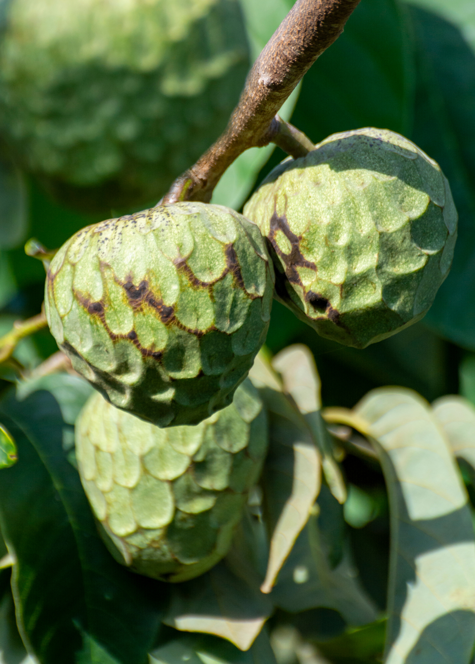 Cherimoya tropical fruit tree in a coconut coir pot by Sow Exotic, showcasing lush green leaves and healthy growth.