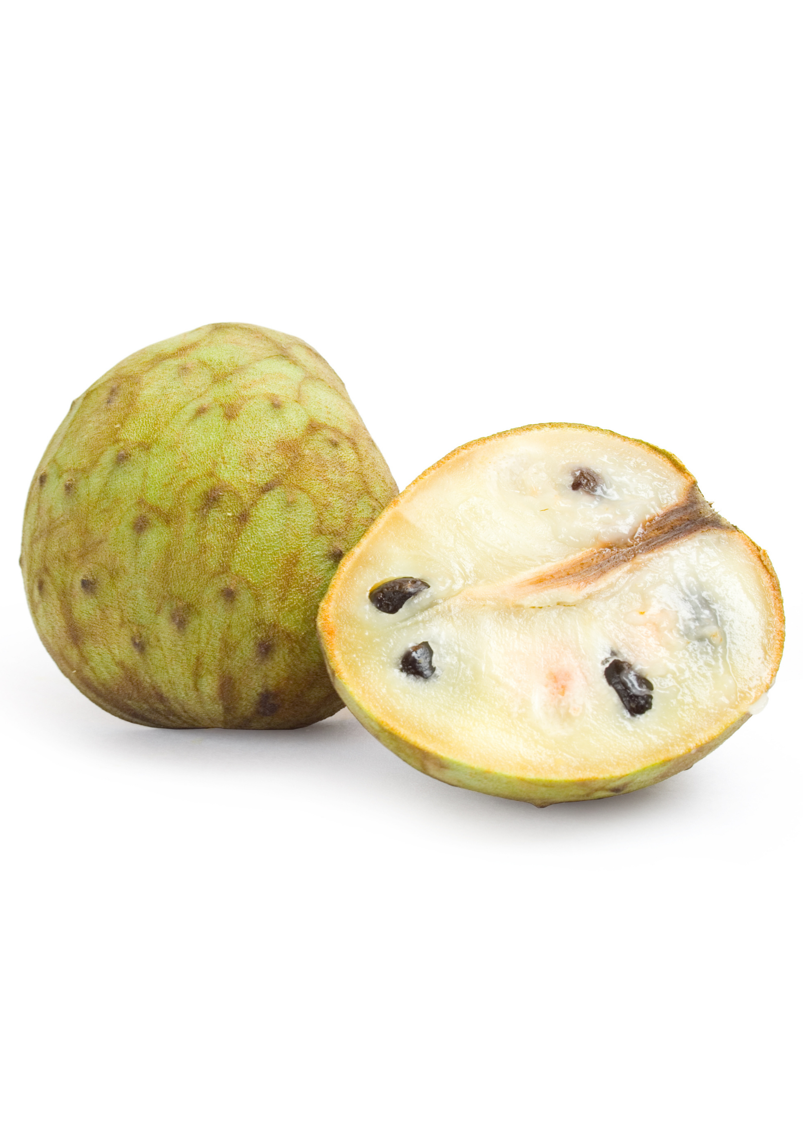 Cherimoya tropical fruit tree in coconut coir pot, healthy green leaves, grown by Sow Exotic.