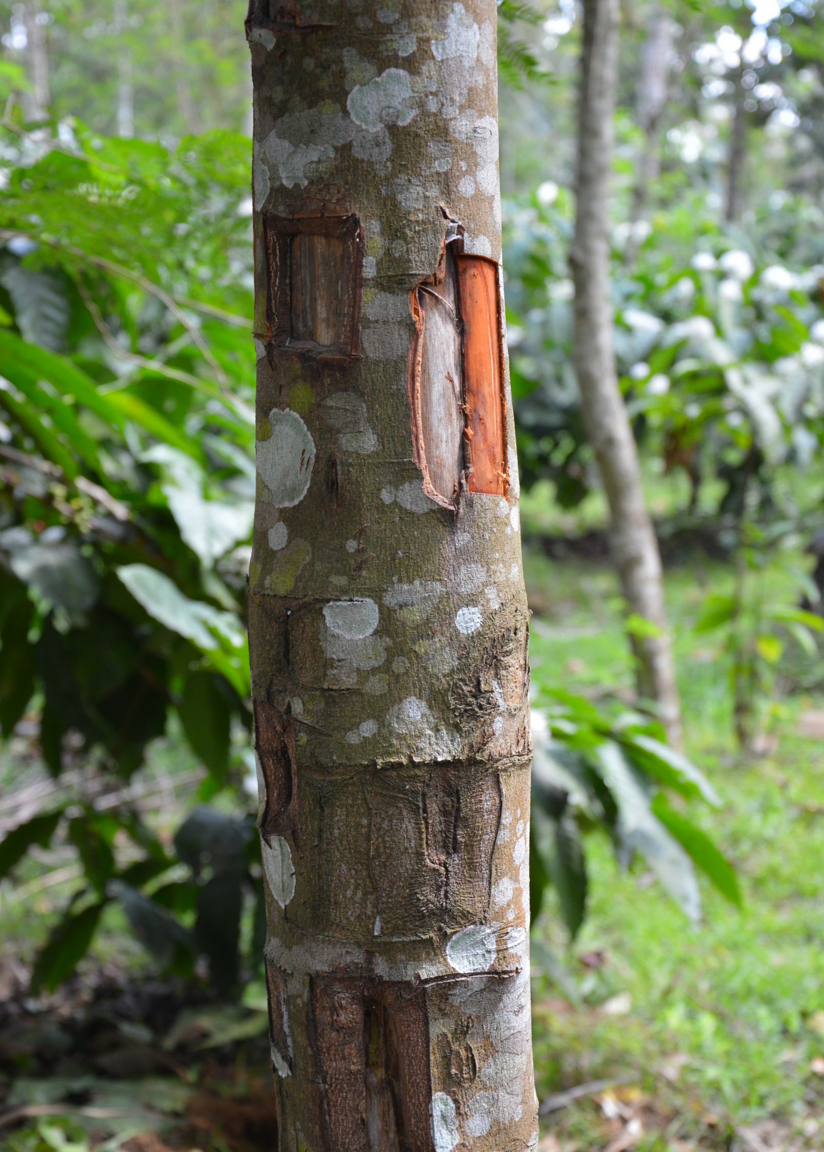 Cinnamon (Cinnamomum verum) tropical fruit tree in a coconut coir pot, healthy green leaves, from Sow Exotic.