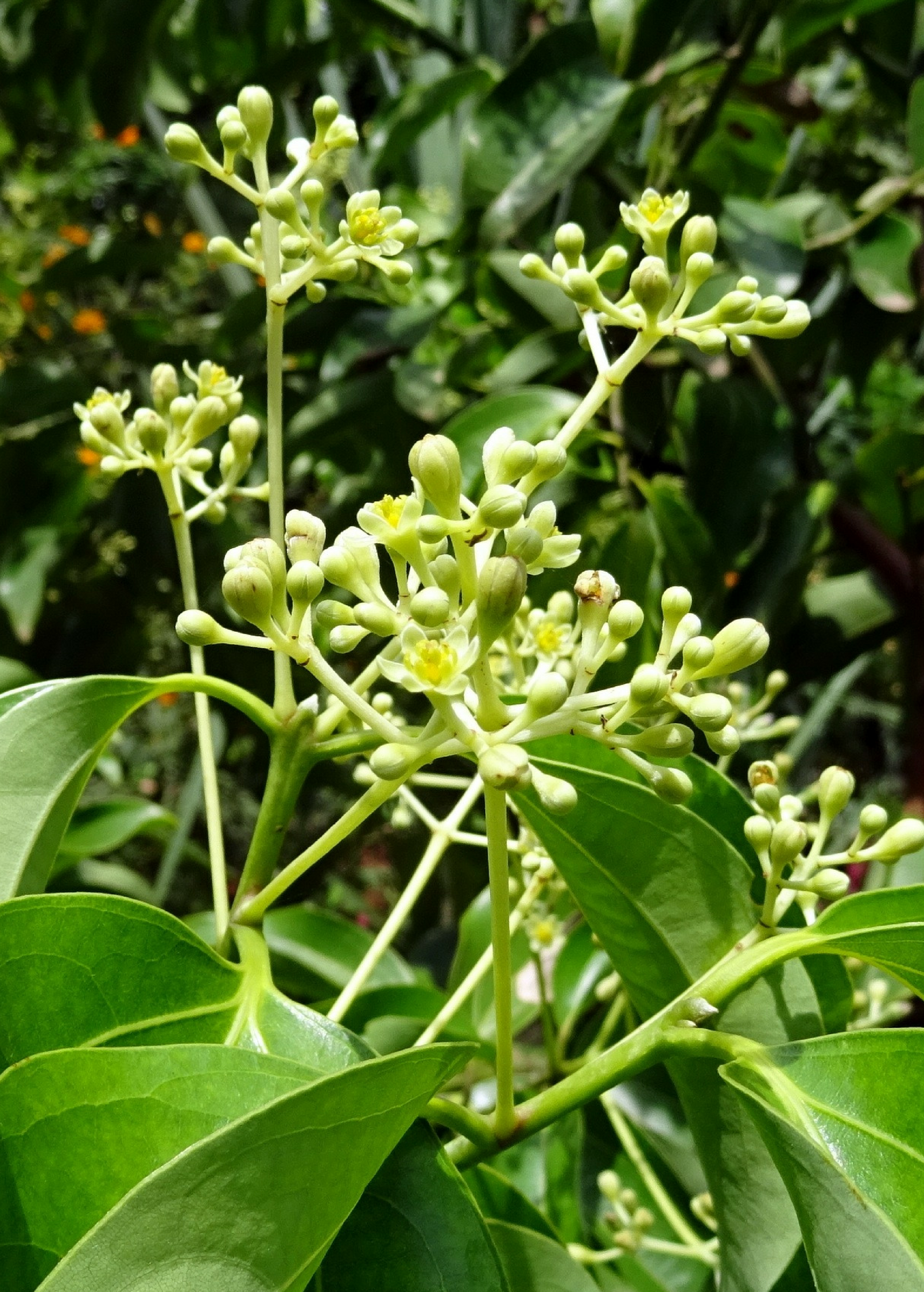 Cinnamon (Cinnamomum verum) tropical fruit tree in a coconut coir pot, grown by Sow Exotic.