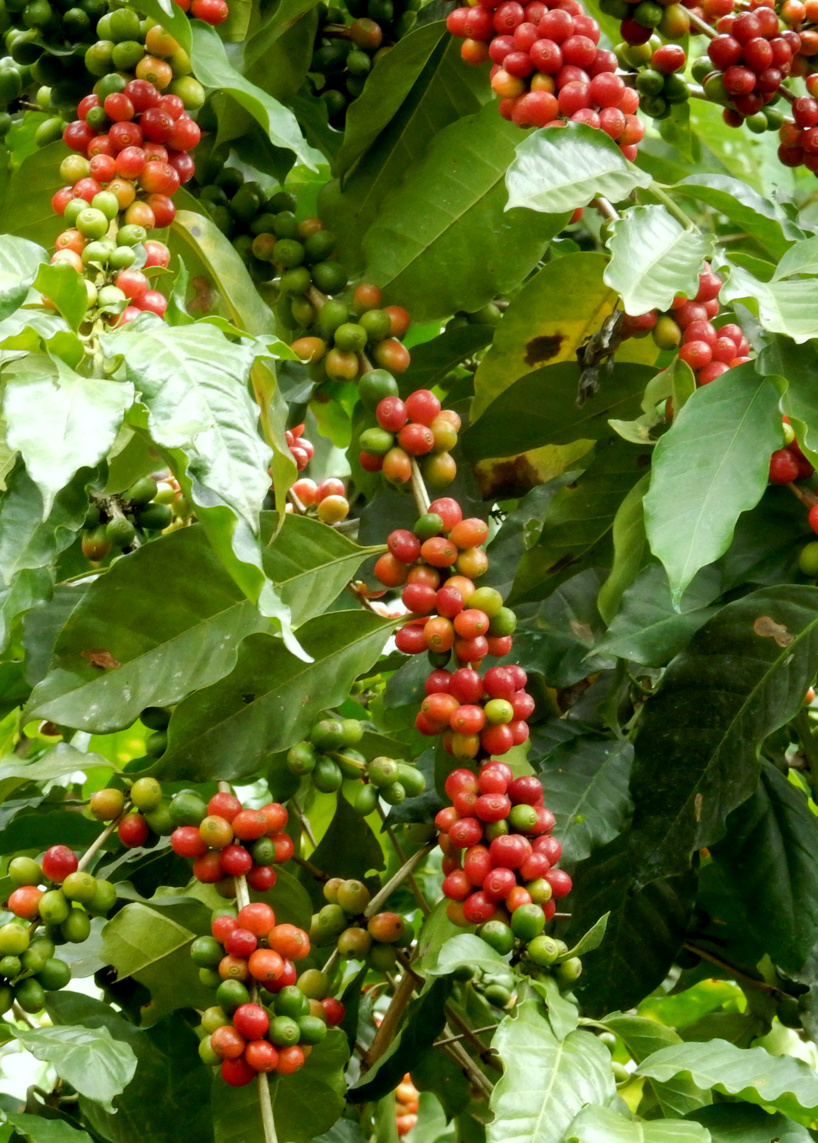 Medium-sized Coffea arabica tropical fruit tree in a coconut coir pot by Sow Exotic, ready for planting or display.