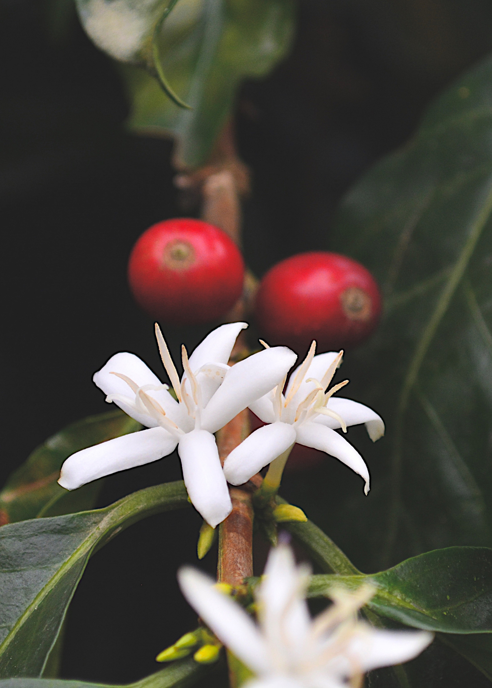 Tropical coffee plant Coffea arabica in a coconut coir pot, cultivated by Sow Exotic, with lush green leaves.