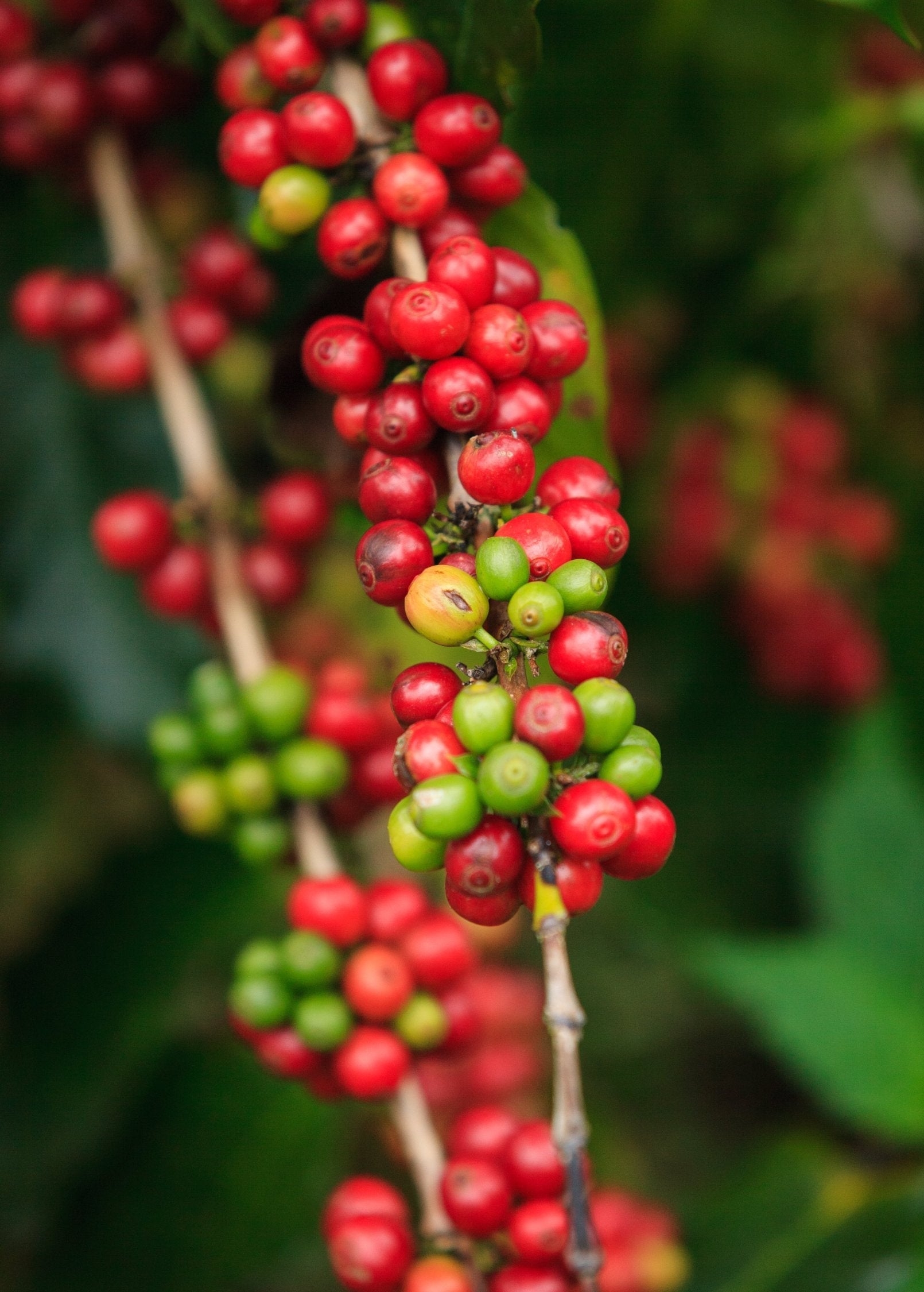 Tropical Coffea arabica coffee tree in a coconut coir pot, grown by Sow Exotic, with lush green leaves and developing coffee cherries.
