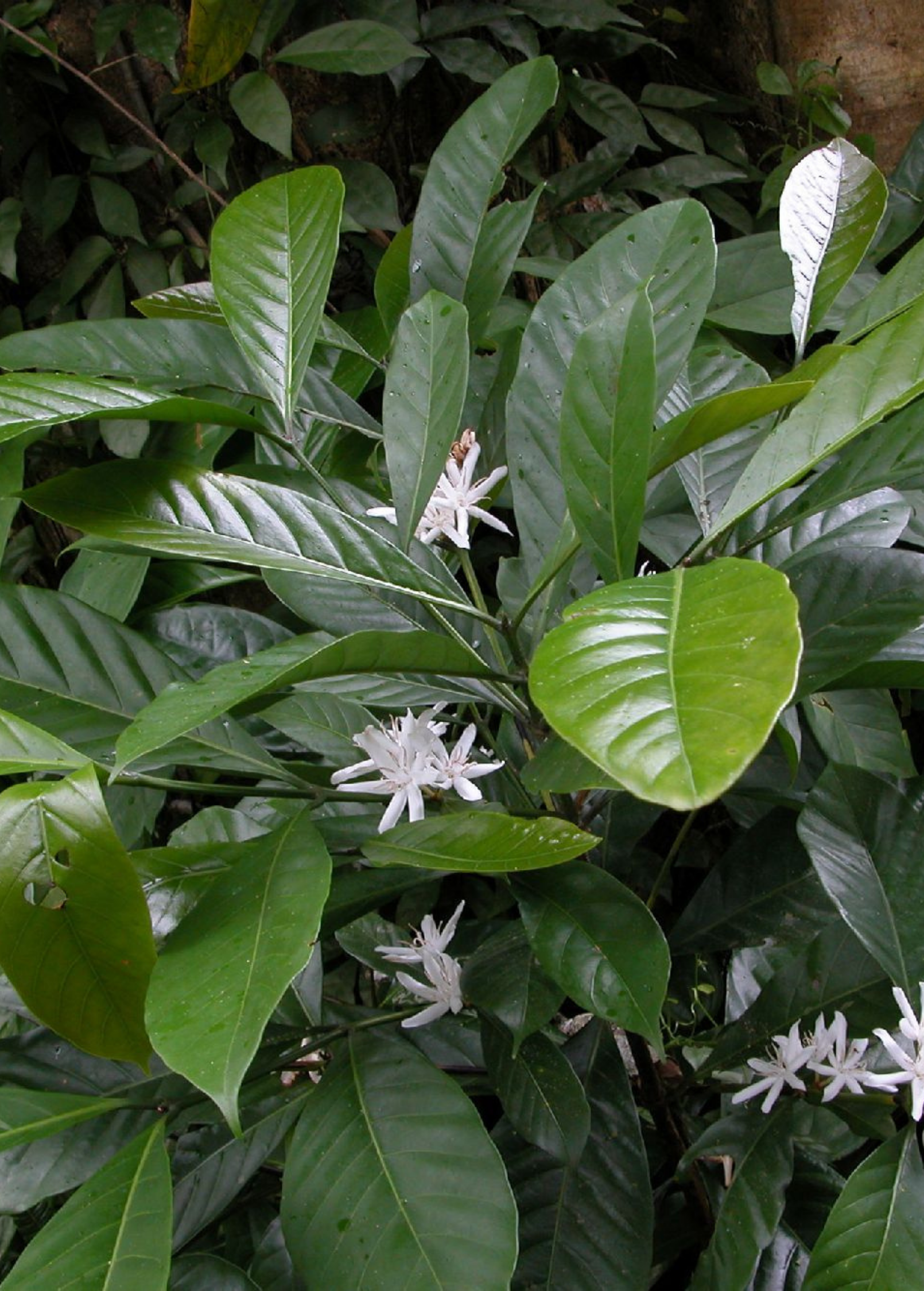 Tropical Coffea liberica coffee plant in a coconut coir pot, cultivated by Sow Exotic, showcasing lush green leaves.