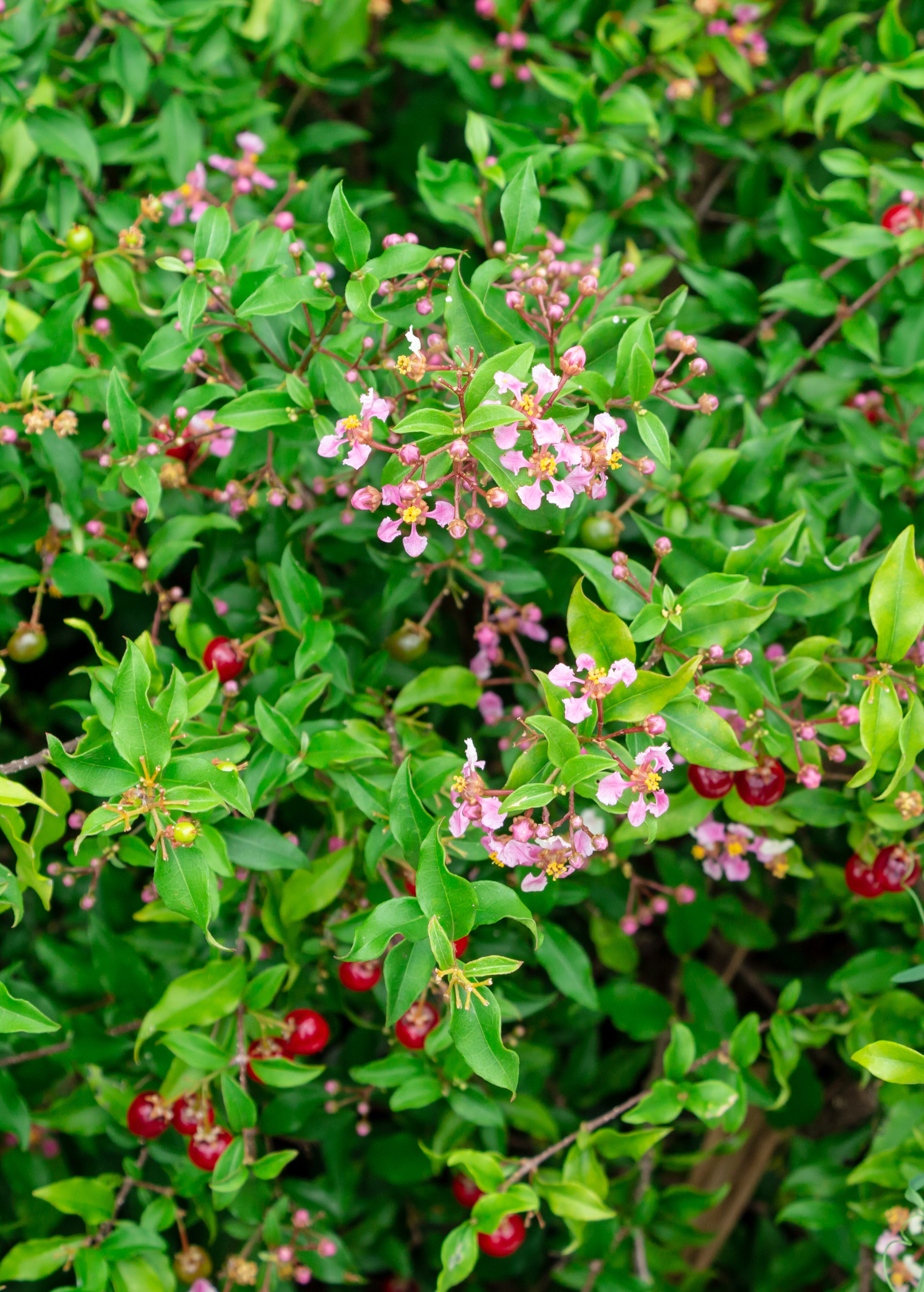 Dwarf Barbados Cherry tropical fruit tree in a coconut coir pot, healthy green leaves and small fruit visible, by Sow Exotic.