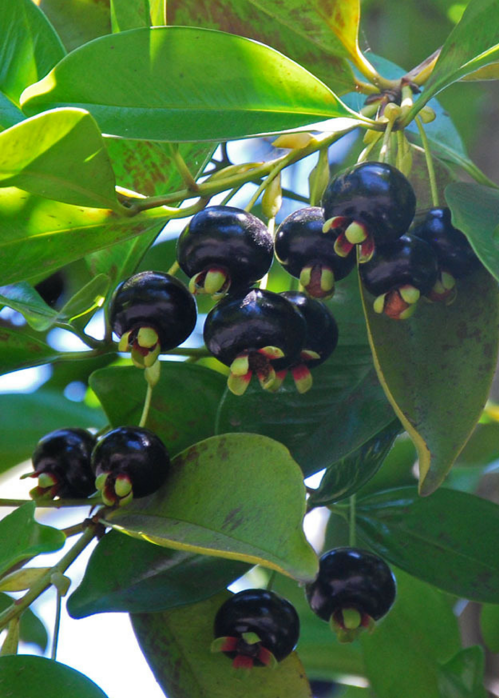 Tropical Grumichama (Eugenia brasiliensis) fruit tree in a coconut coir pot by Sow Exotic, showcasing lush green foliage.