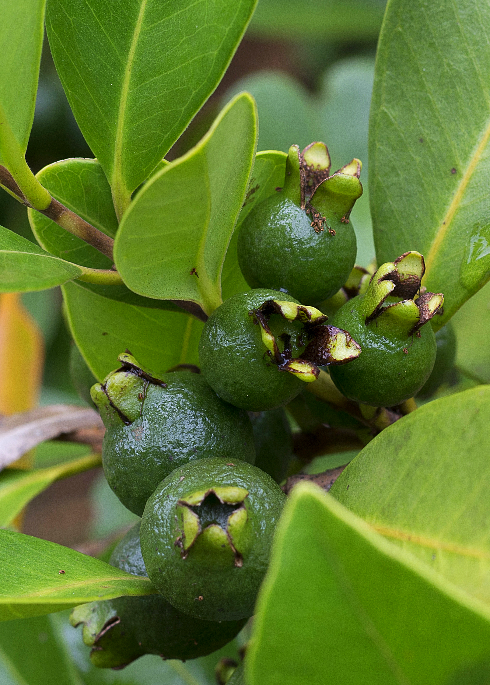 Tropical Guava and Lemon fruit tree in coconut coir pot by Sow Exotic, lush green foliage with young fruit.