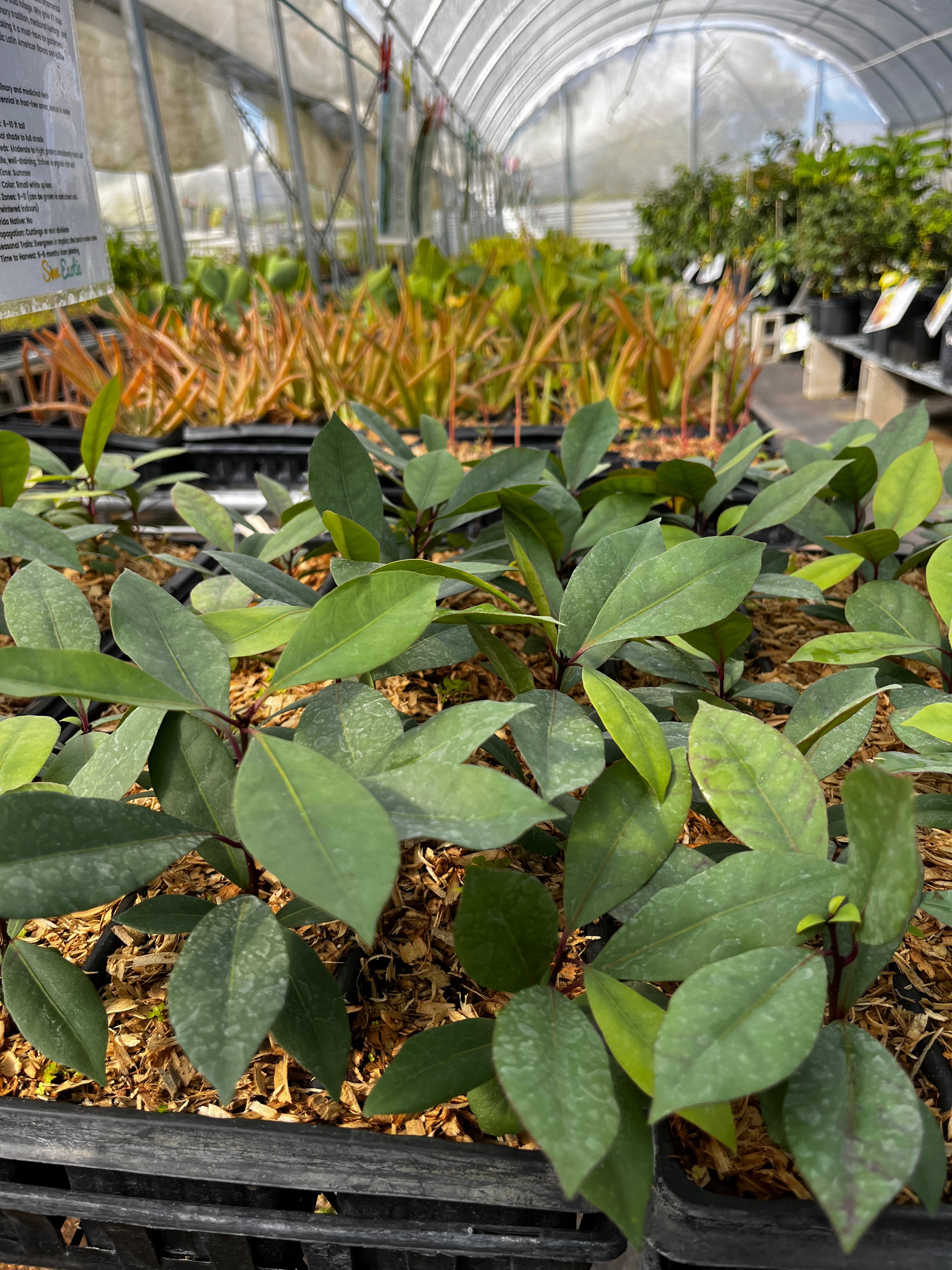Tropical fruit tree in a coconut coir pot with lush green leaves, Neea psychotrioides, from Sow Exotic.