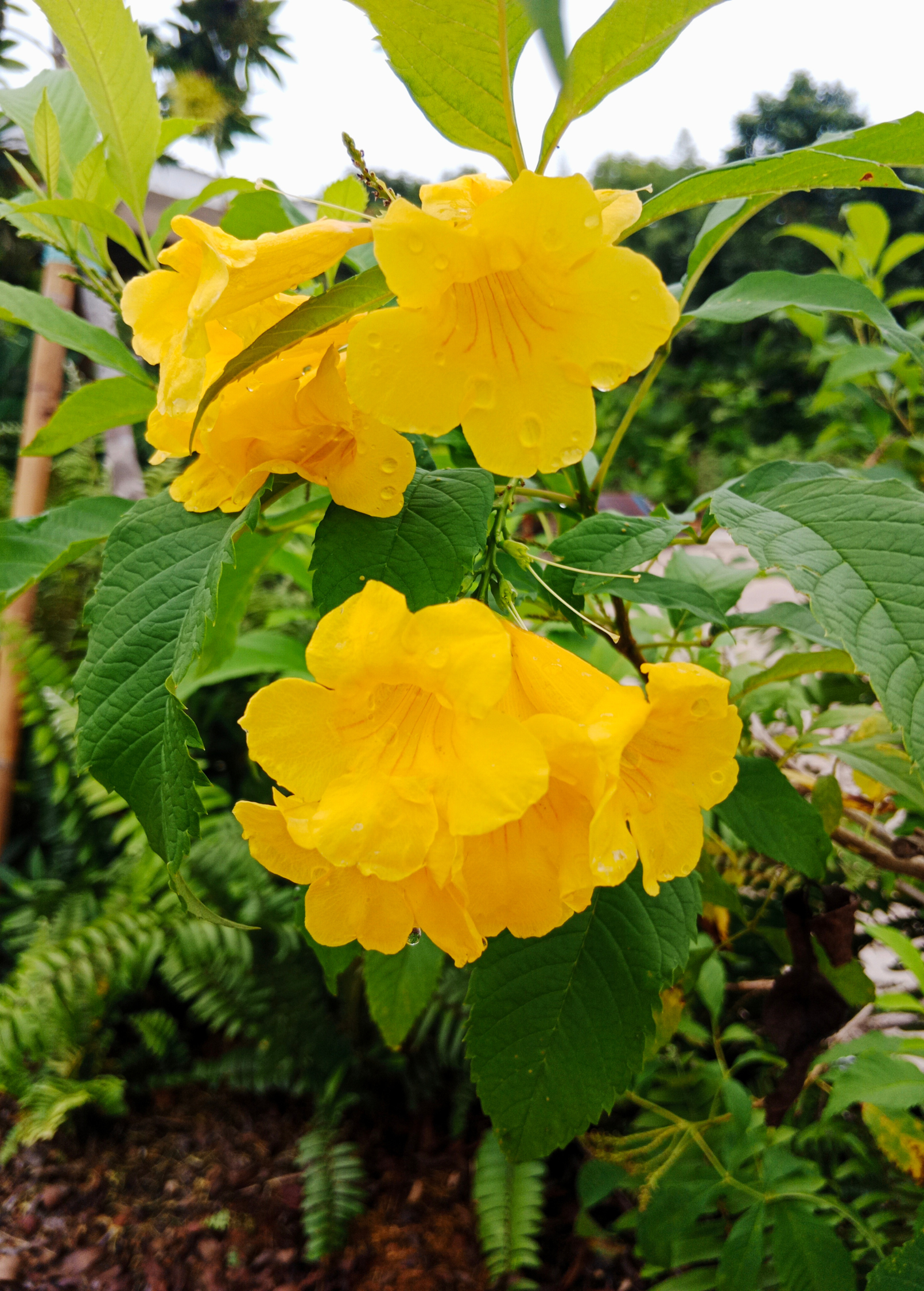 Yellow Elder (Tecoma stans) tropical fruit tree in coconut coir pot with lush green leaves, cultivated by Sow Exotic.