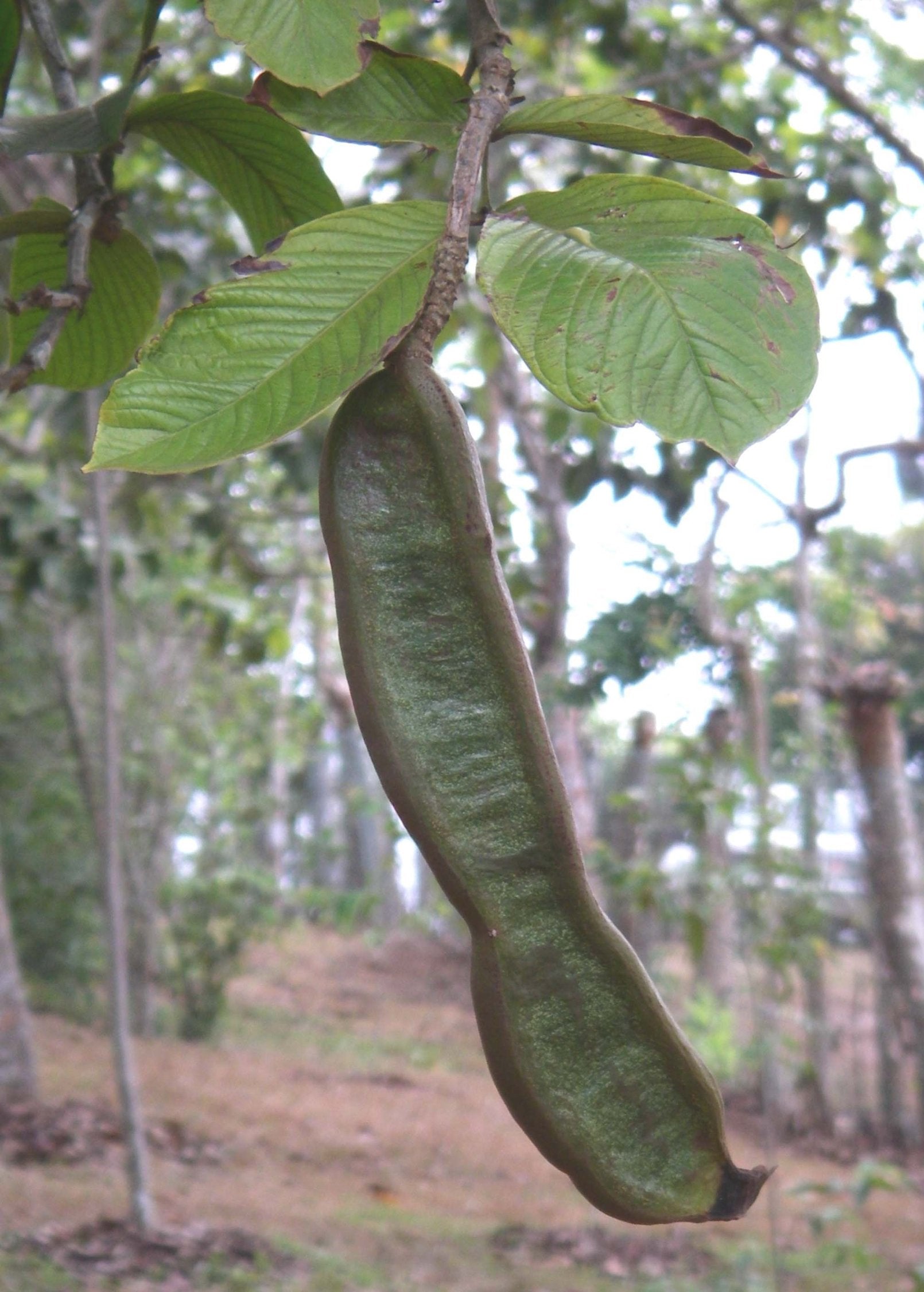 Tropical Ice Cream Bean (Inga edulis) tree in a coconut coir pot by Sow Exotic, showcasing lush green foliage and young branches.