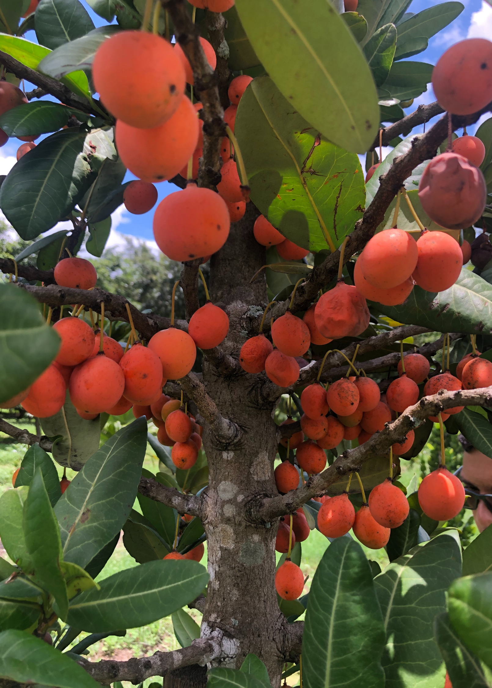 Imbe tropical fruit tree in a coconut coir pot, showcasing lush green leaves and young fruit on Sow Exotic's Garcinia livingstonei plant.