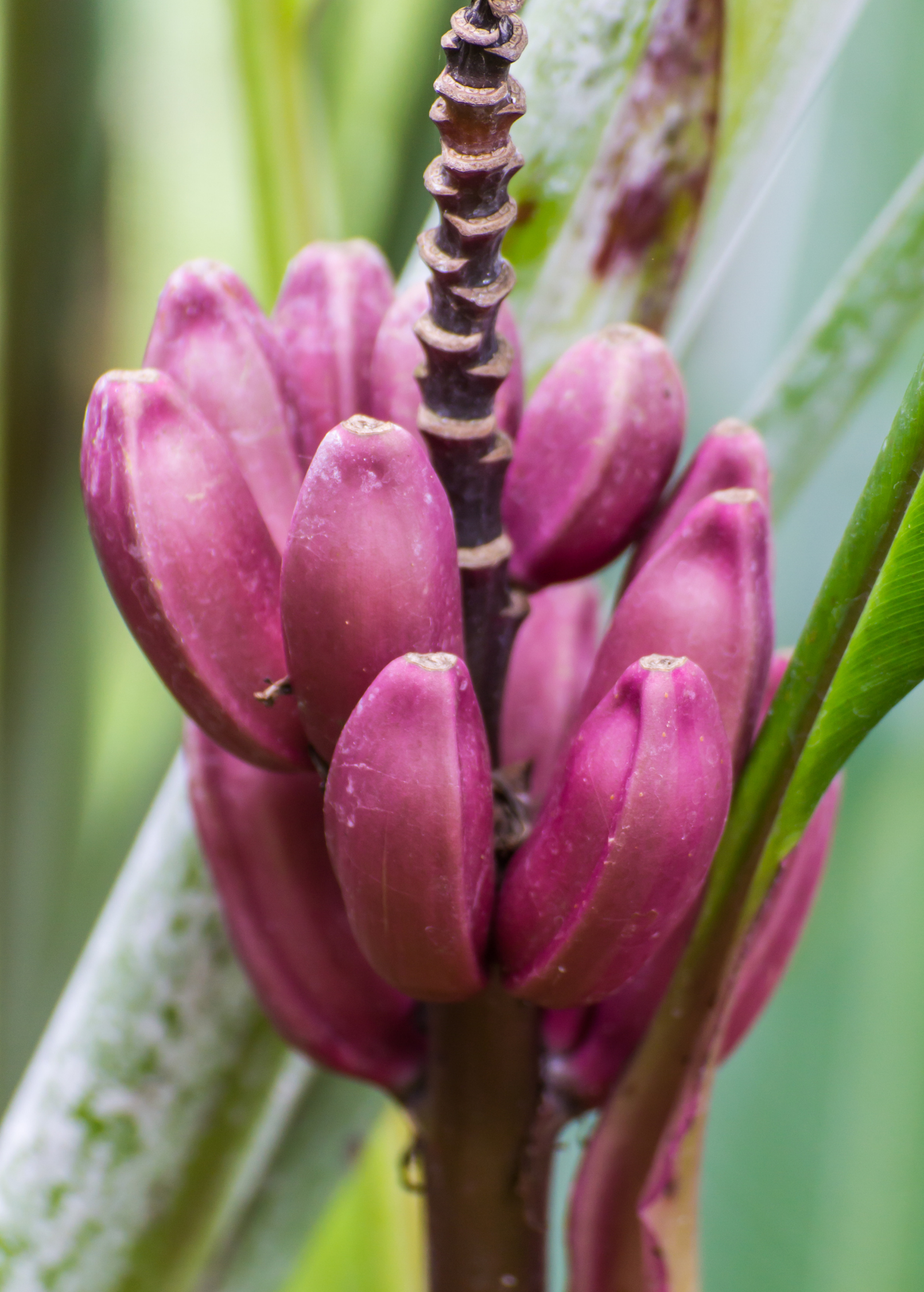 Indian Dwarf Banana Musa manii tropical fruit tree in a coconut coir pot by Sow Exotic, showing lush green foliage.