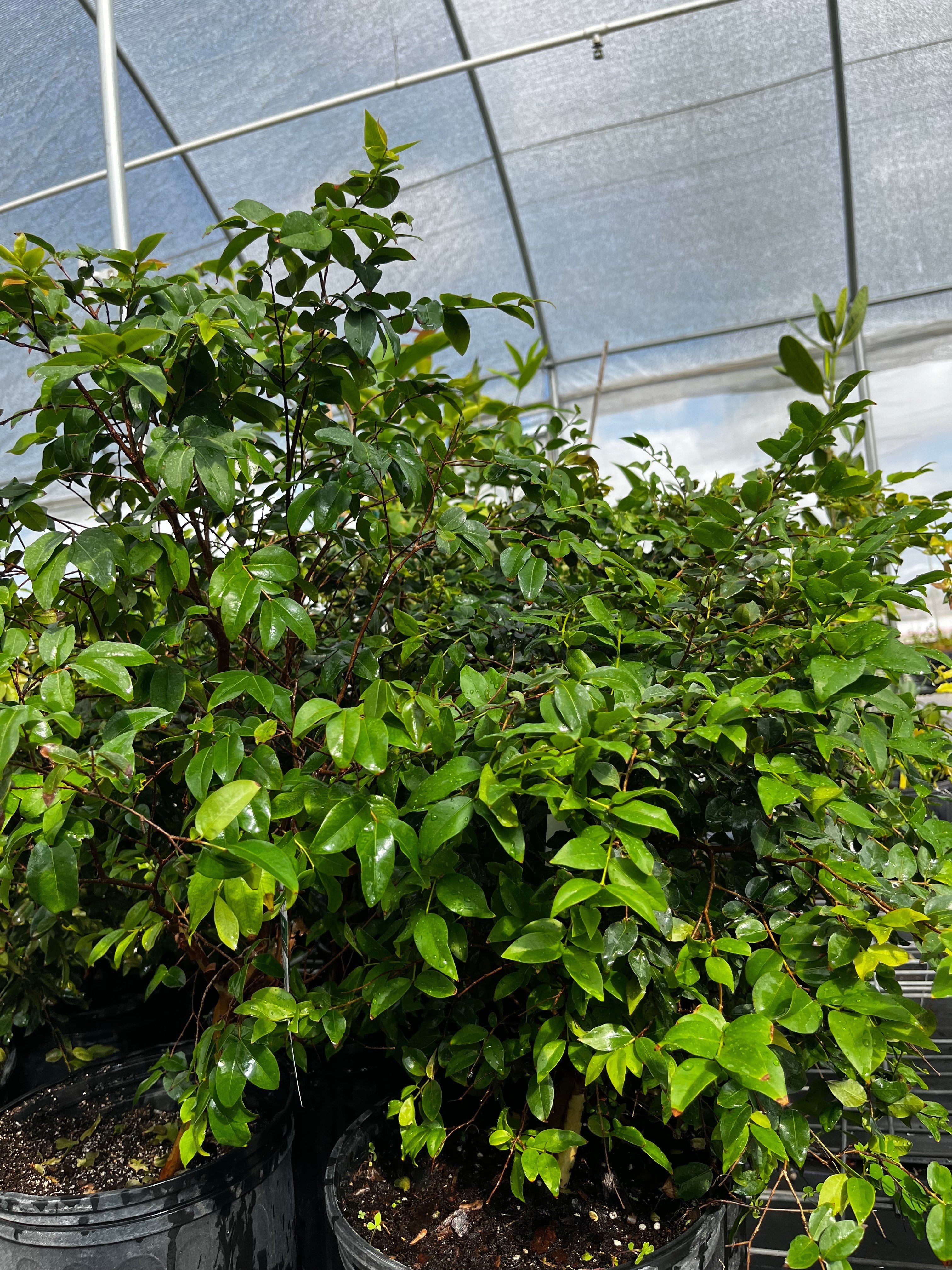 Tropical Jabuticaba (Plinia cauliflora) tree in coconut coir pot, grown by Sow Exotic, with dark green leaves and developing fruit.