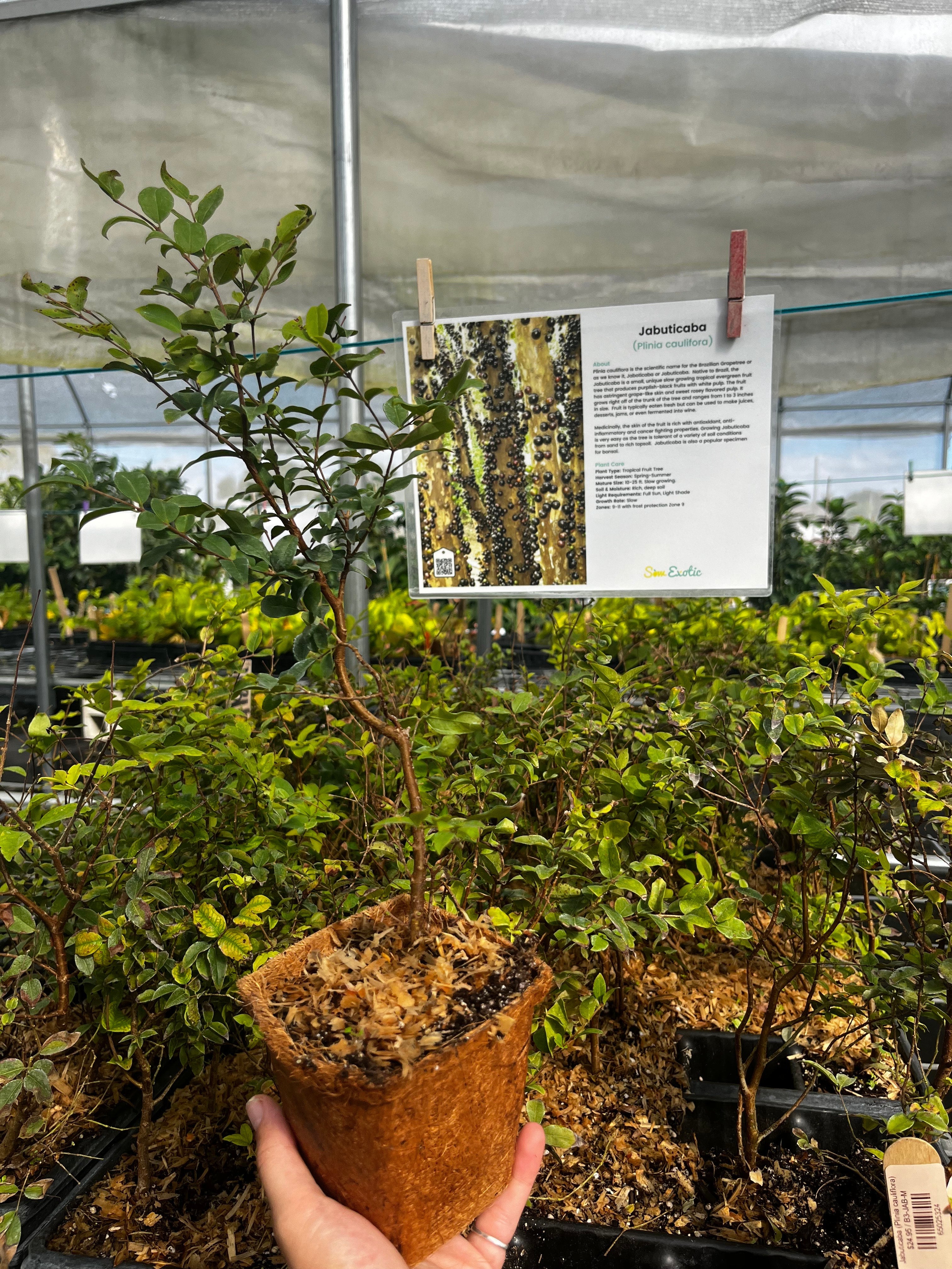 Jabuticaba tropical fruit tree in a coconut coir pot by Sow Exotic, showcasing lush green leaves and developing fruit.