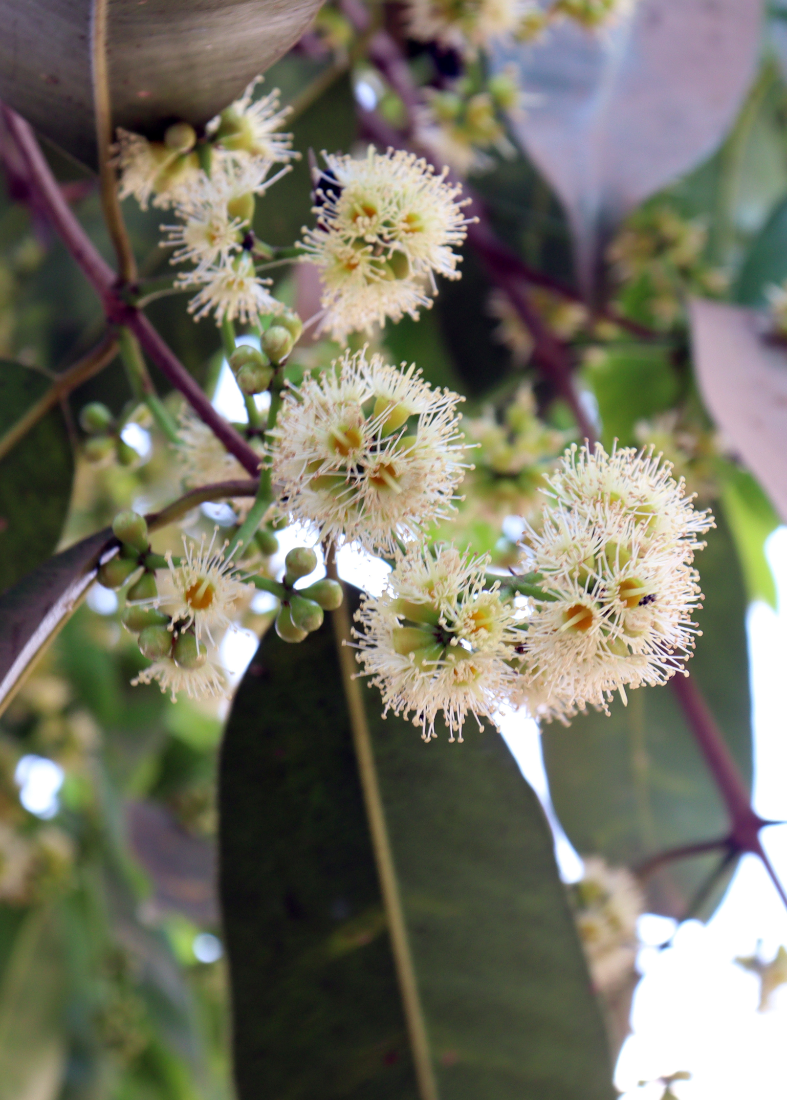 Tropical Jamun (Syzygium cumini) tree in a coconut coir pot, grown by Sow Exotic, with lush green foliage.