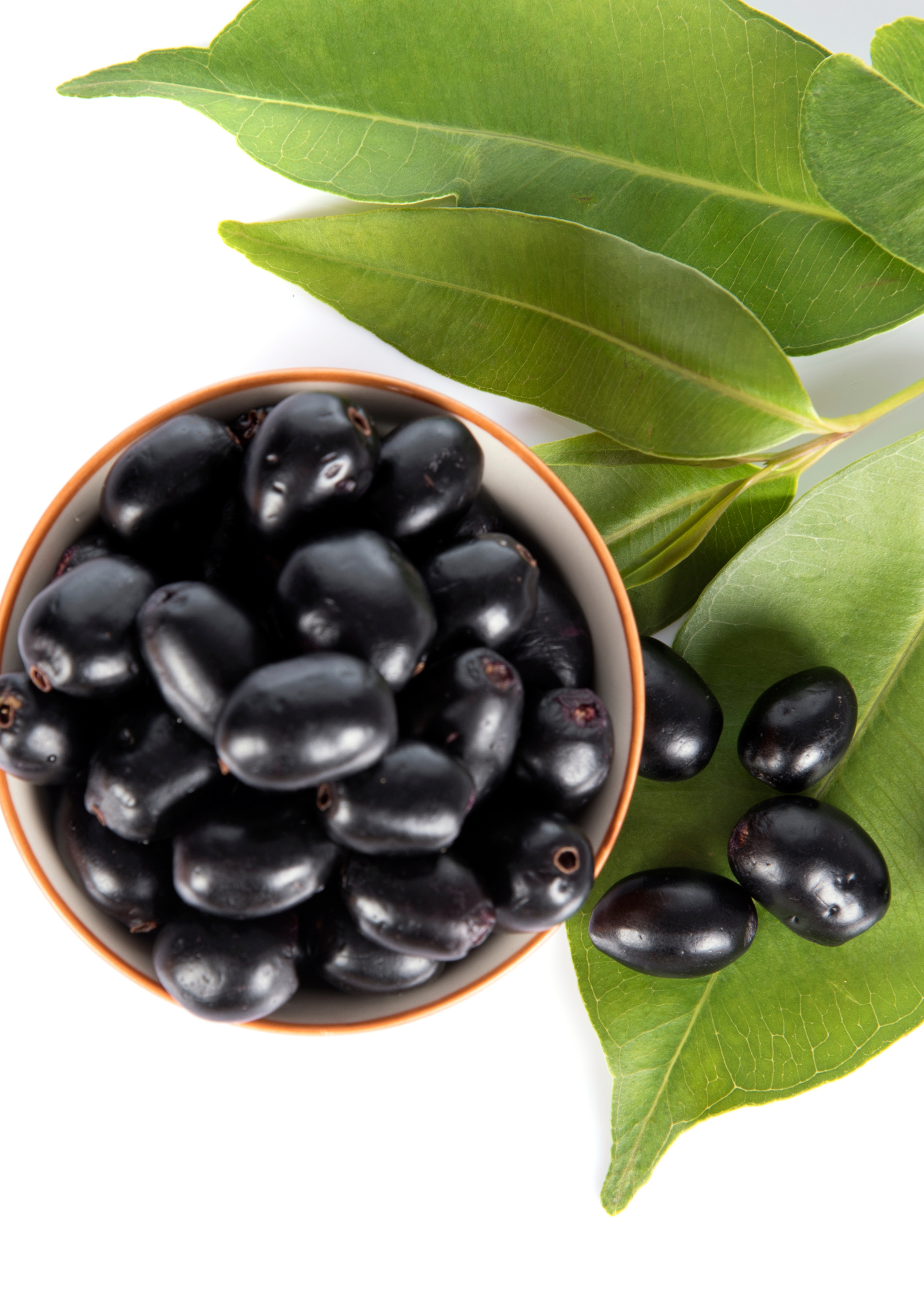 Tropical Jamun (Syzygium cumini) fruit tree in a coconut coir pot, grown by Sow Exotic.