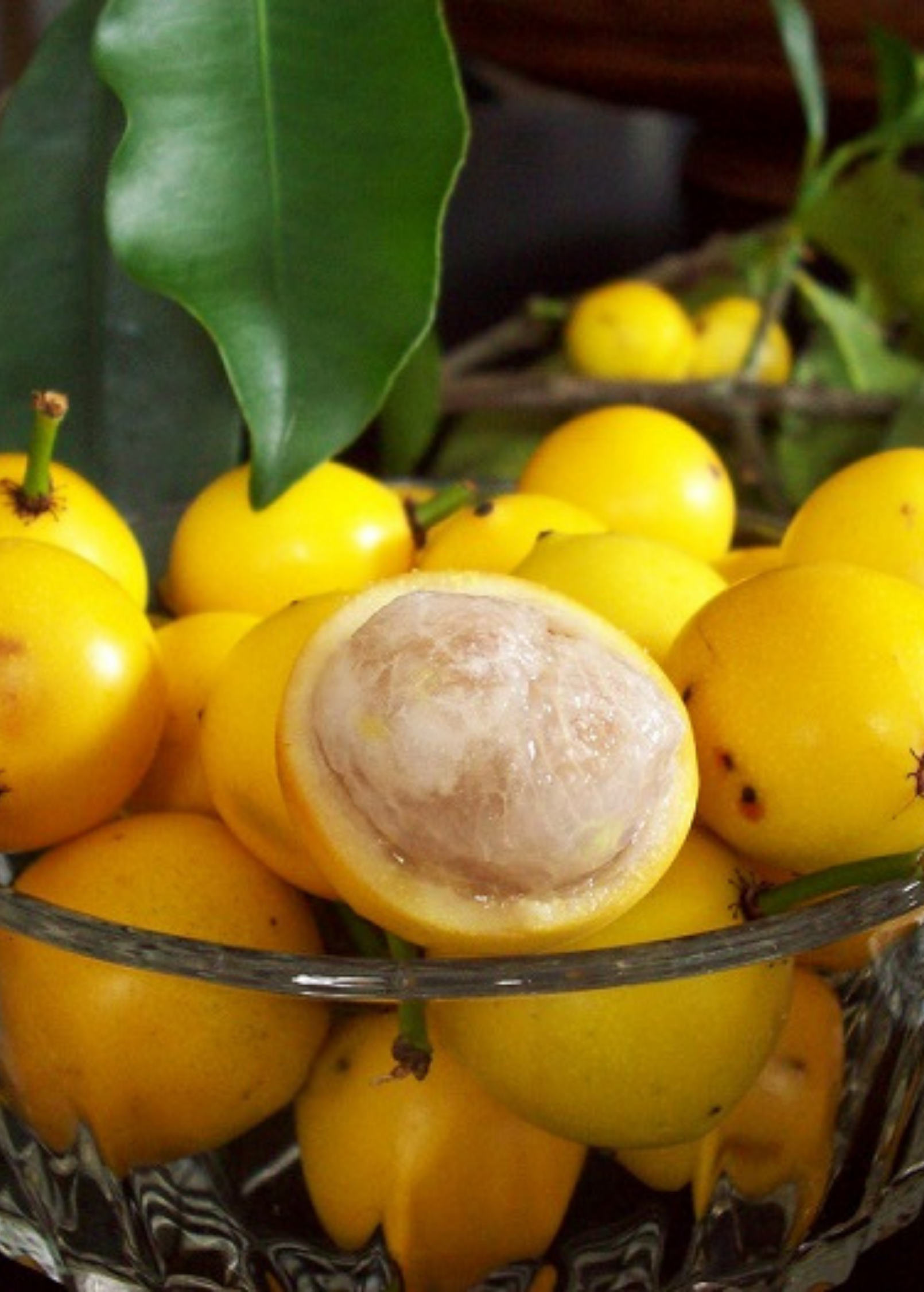 Lemon Drop Mangosteen tropical fruit tree in coconut coir pot, grown by Sow Exotic, with lush green foliage.