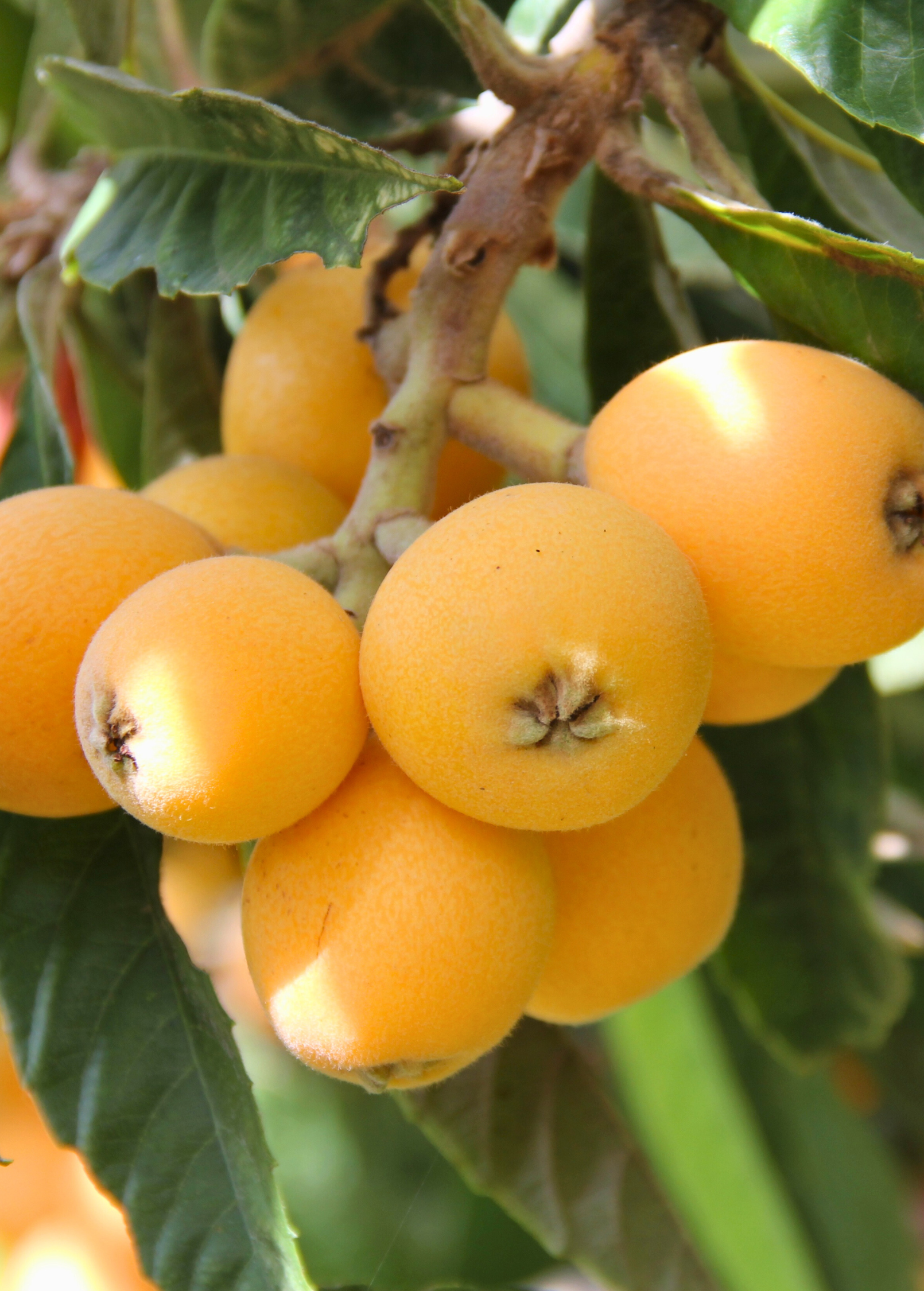 Loquat 'Big Jim' seedling in coconut coir pot, tropical fruit tree from Sow Exotic with lush green leaves.