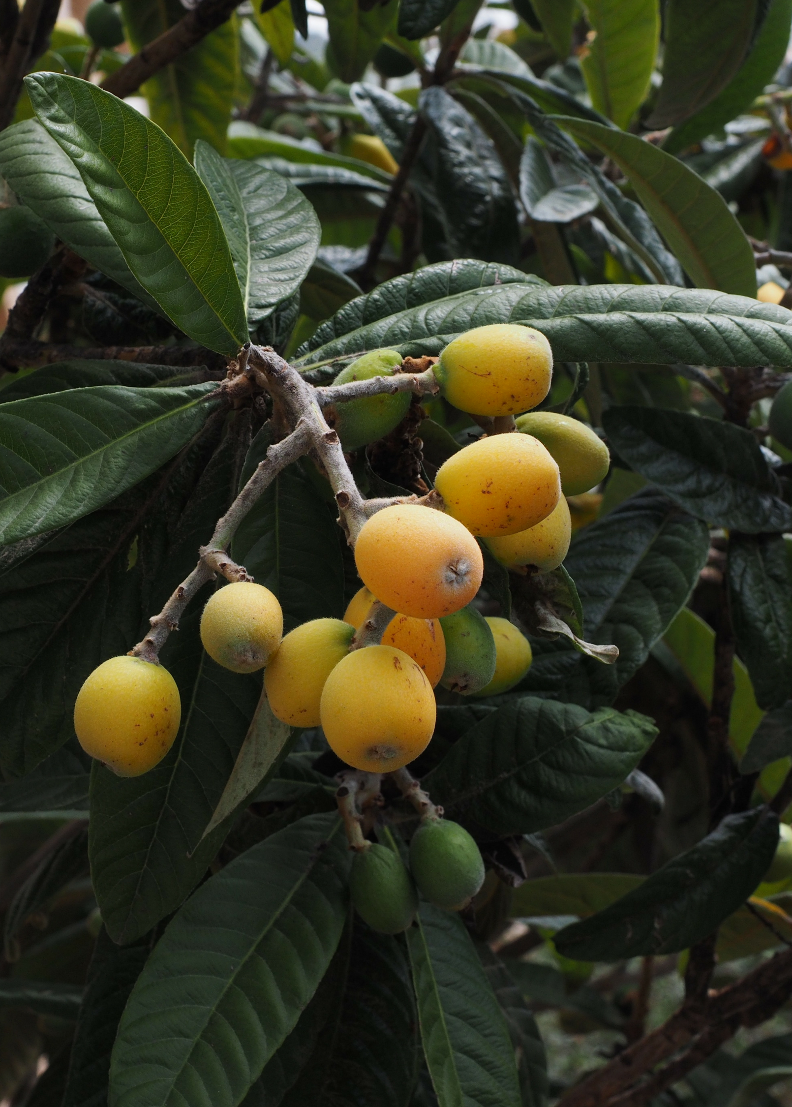 Loquat seedling in a coconut coir pot, tropical fruit tree by Sow Exotic, with healthy green leaves on a natural background.