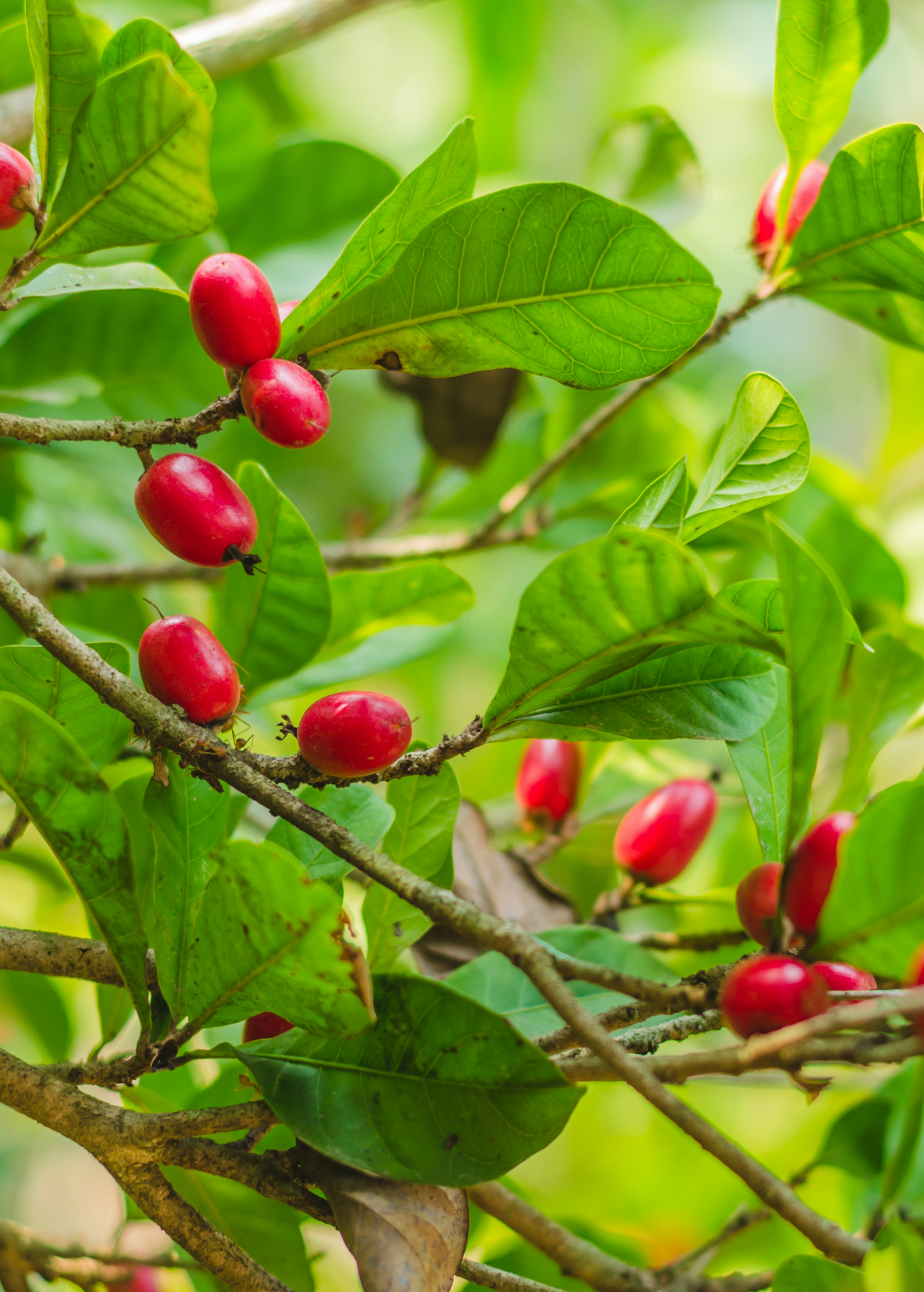 Miracle Fruit (Synsepalum dulcificum) tropical fruit tree in a coconut coir pot, showcasing lush green leaves and healthy growth.