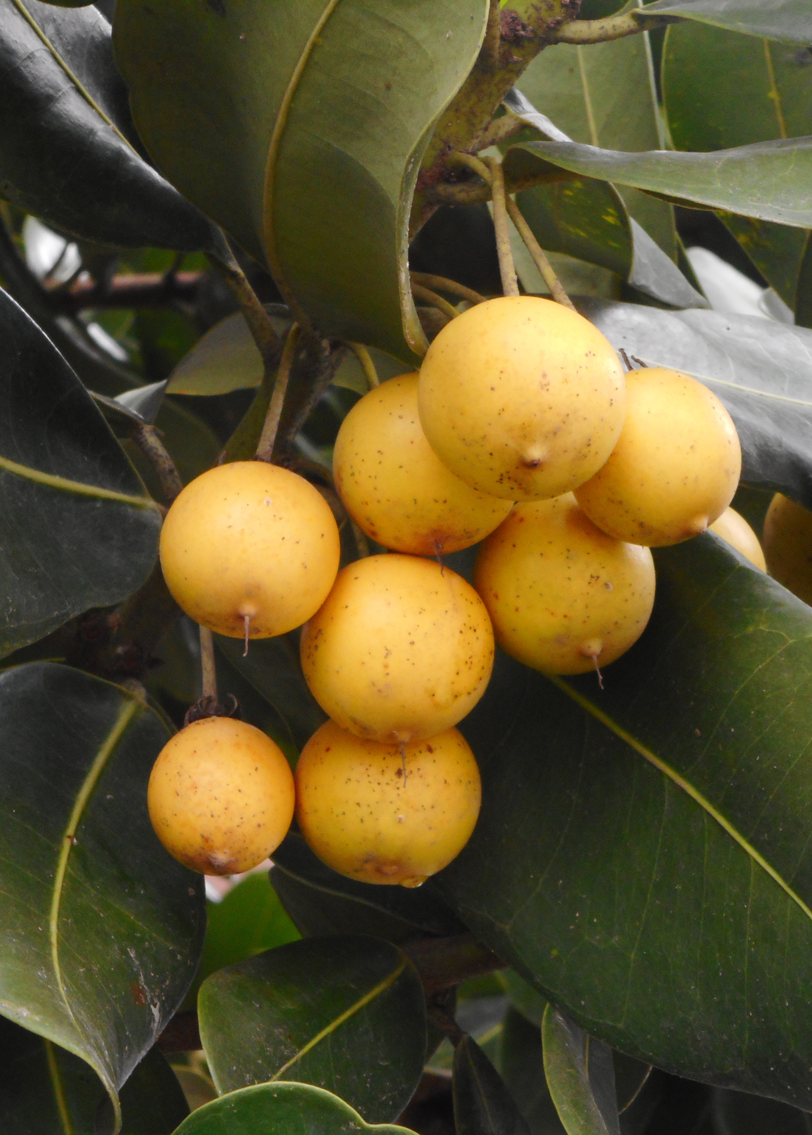 Tropical Monkey Apple (Ausubo) Mimusops balata fruit tree in coconut coir pot, grown by Sow Exotic.