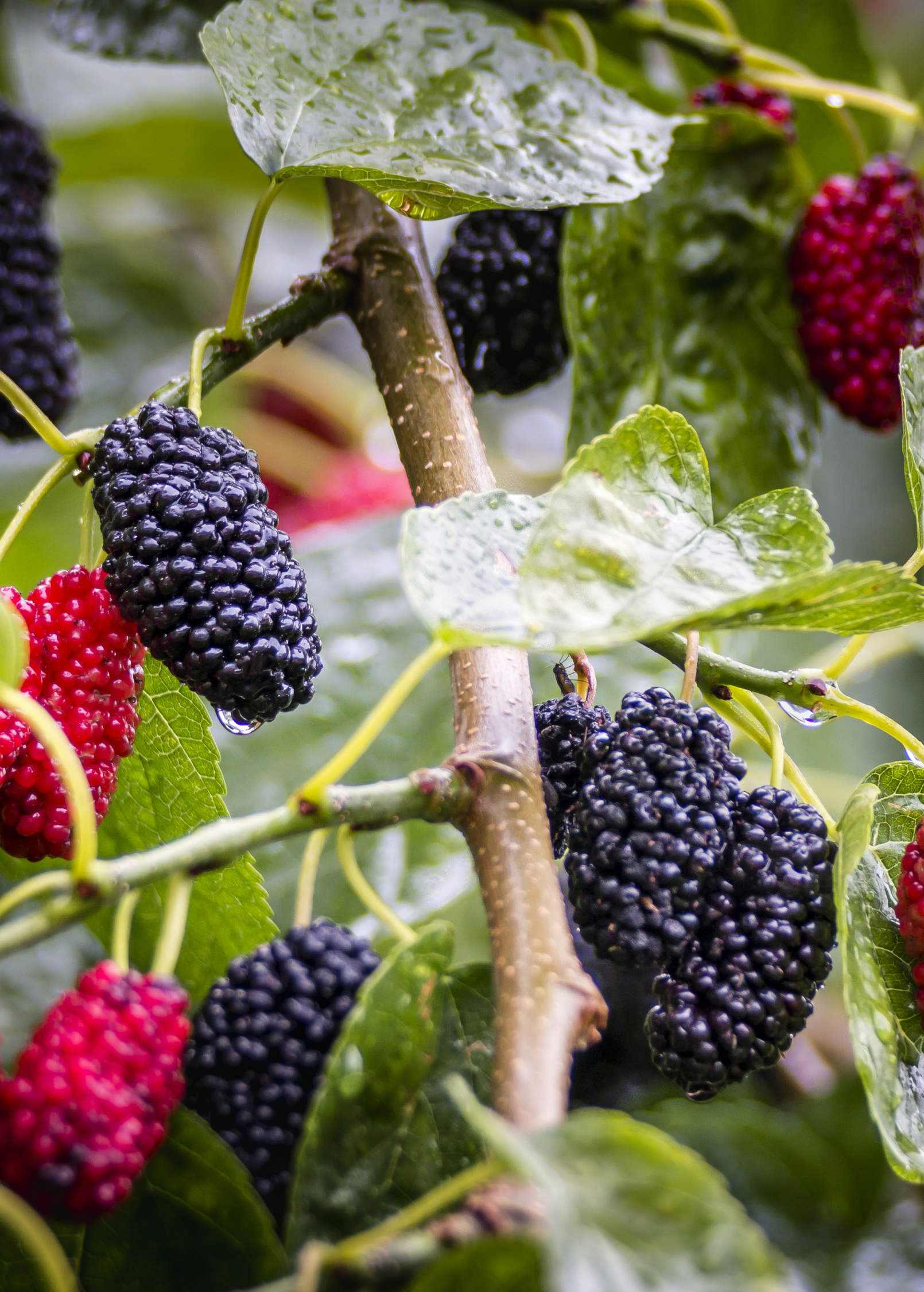 Mulberry 'Shangri La' tropical fruit tree in coconut coir pot, grown by Sow Exotic, with lush green leaves and young branches.