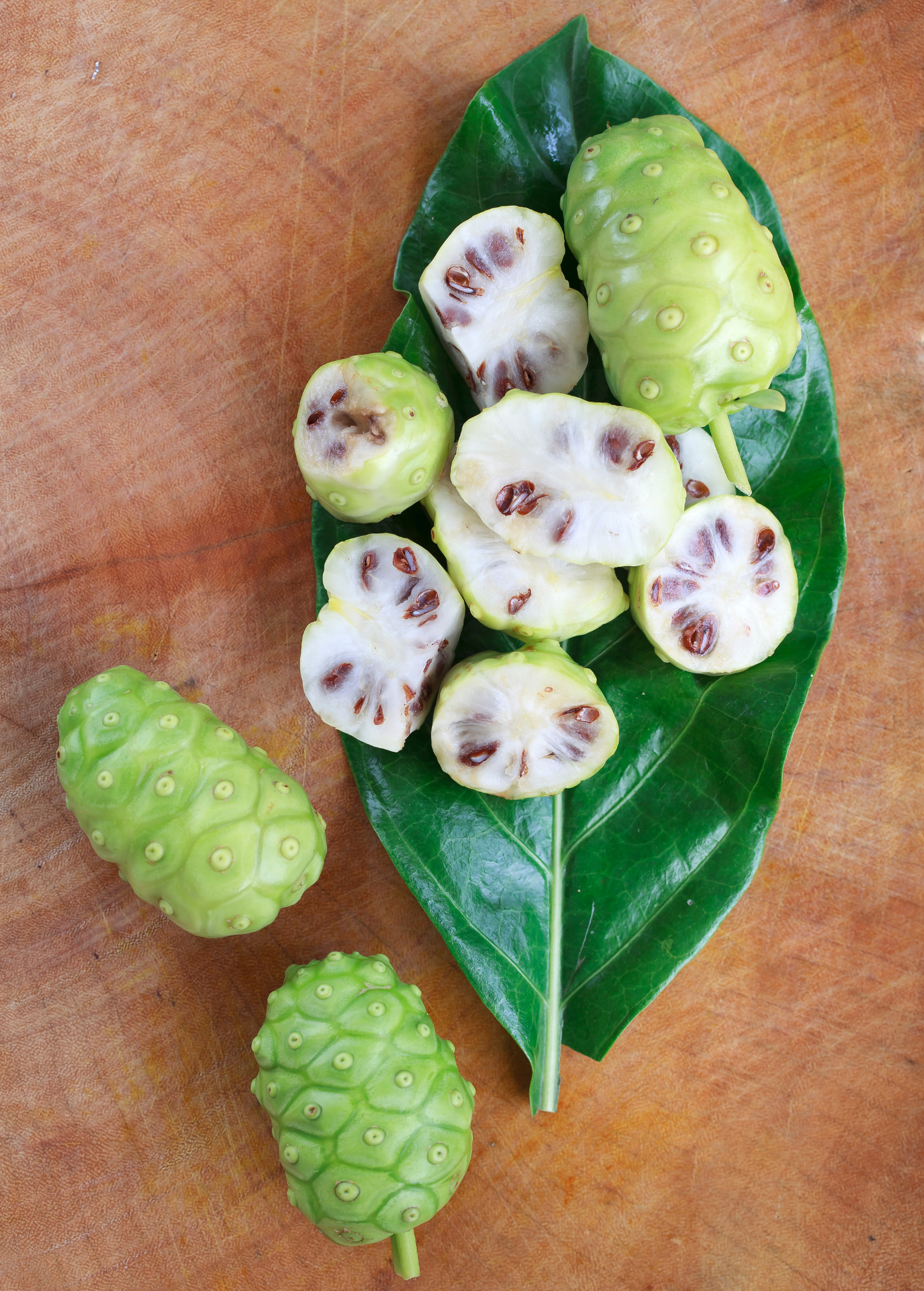Sow Exotic Noni tropical fruit tree in coconut coir pot, showcasing lush green foliage and healthy growth.