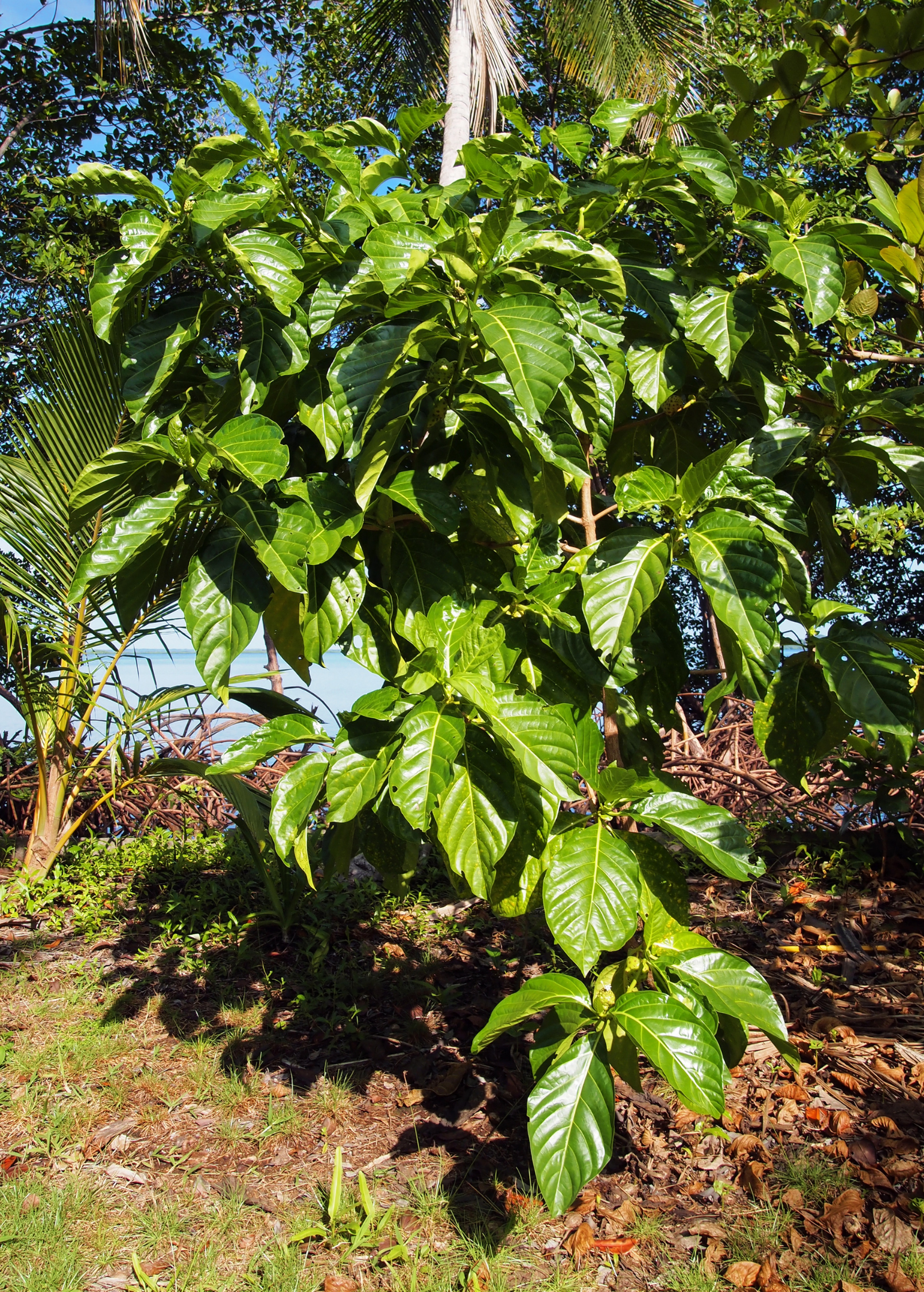 Tropical Noni (Morinda citrifolia) fruit tree in a coconut coir pot by Sow Exotic, ready for planting or decorative display.