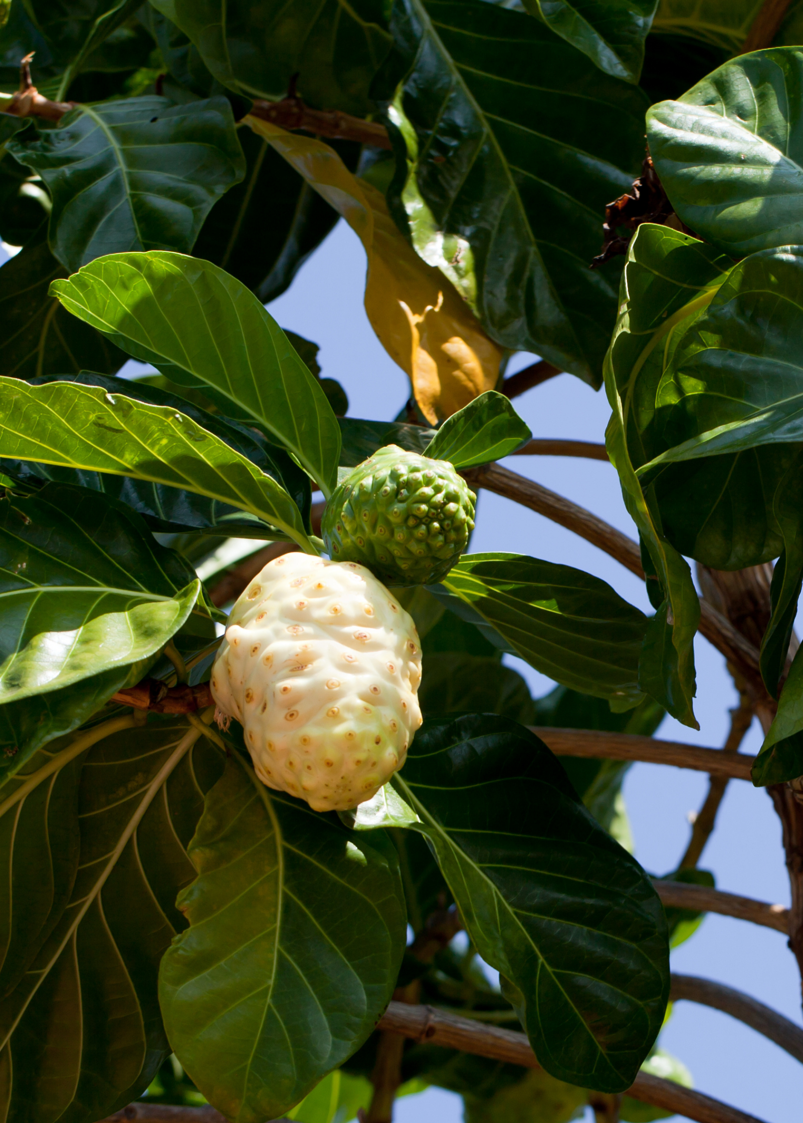 Tropical Noni (Morinda citrifolia) fruit tree in coconut coir pot by Sow Exotic, with lush green foliage and healthy growth.