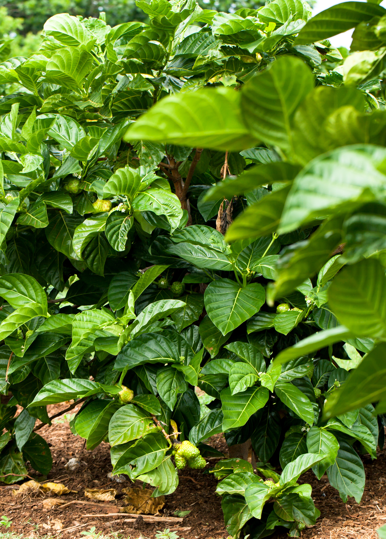 Healthy Noni (Morinda citrifolia) tropical fruit tree in a coconut coir pot by Sow Exotic, ready for planting or display.