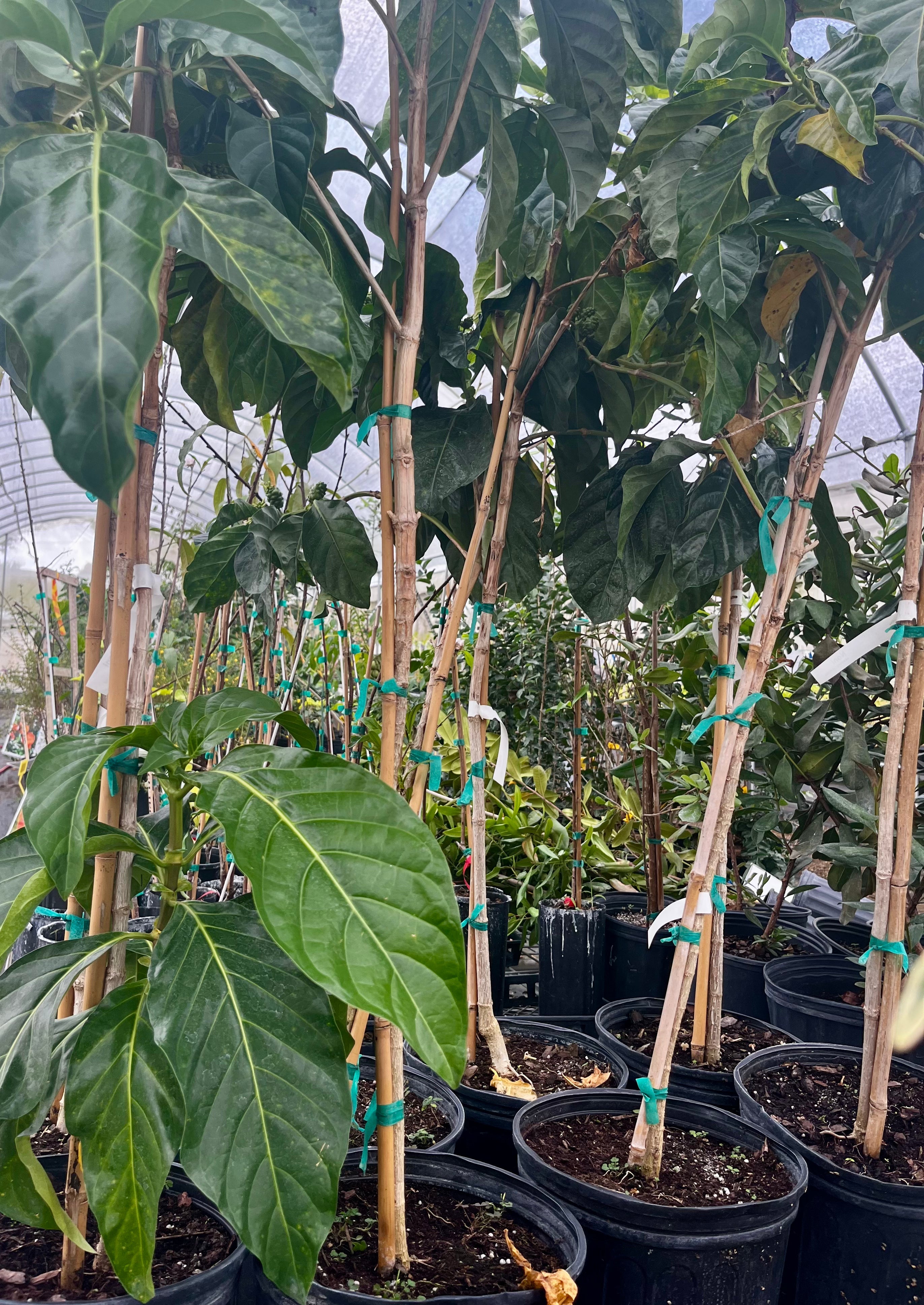 Tropical Noni (Morinda citrifolia) tree in coconut coir pot by Sow Exotic, with lush green foliage and healthy growth.