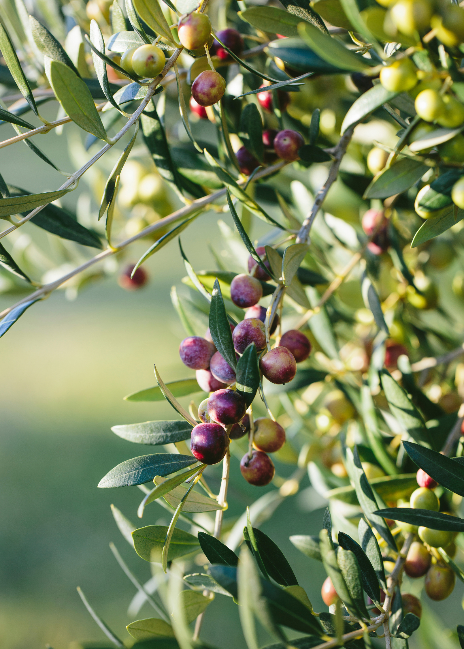 Olive 'Arbequina' tropical fruit tree in coconut coir pot, grown by Sow Exotic, showcasing healthy green leaves.