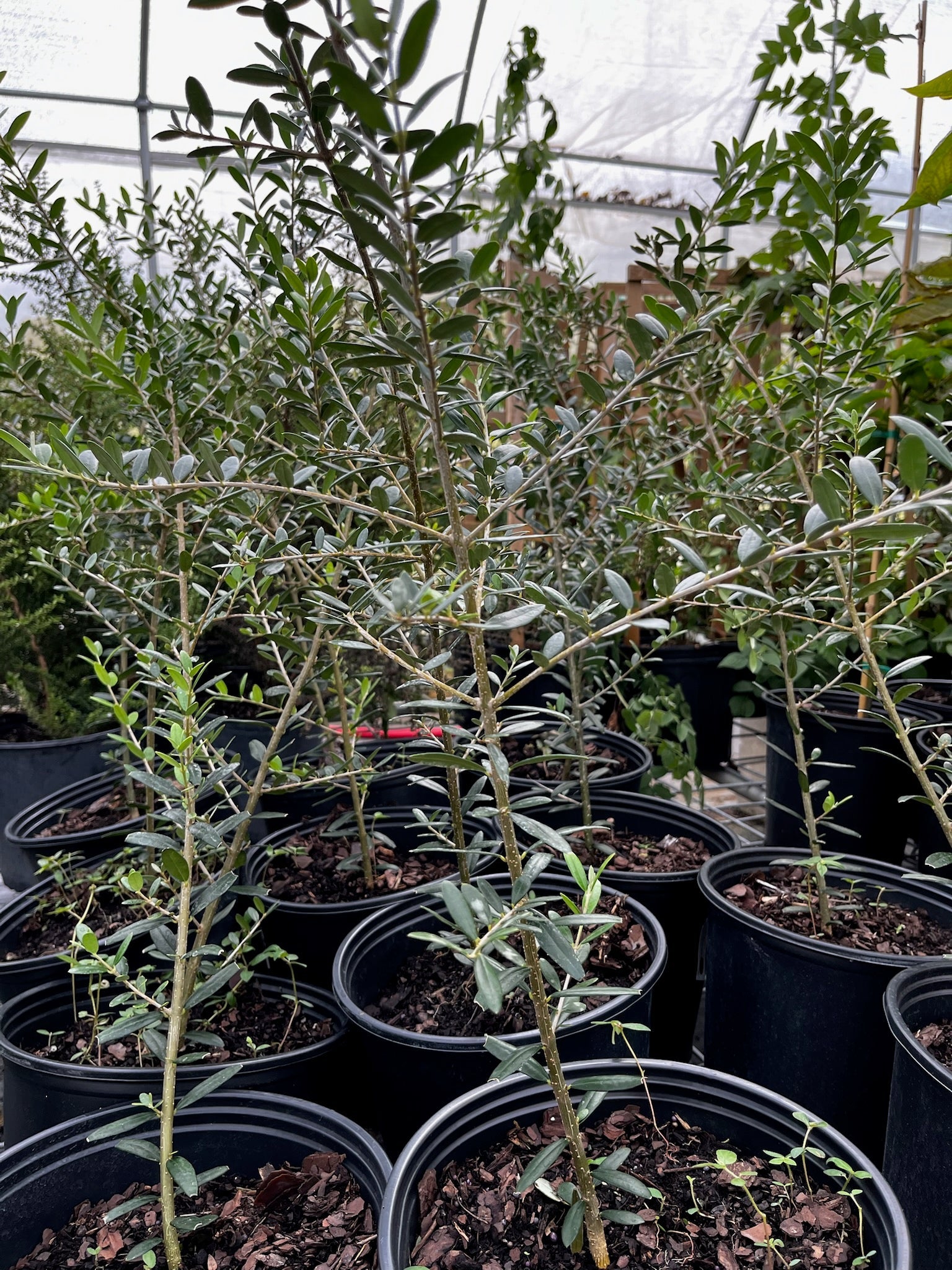 Olive 'Arbequina' tropical fruit tree in a coconut coir pot, showcasing green, leafy branches and healthy growth.