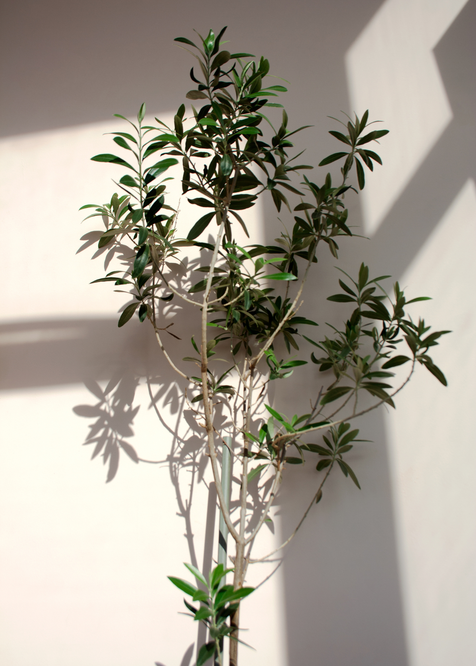 Olive 'Arbequina' tropical fruit tree in coconut coir pot, grown by Sow Exotic, with green leaves and small olive fruits visible.