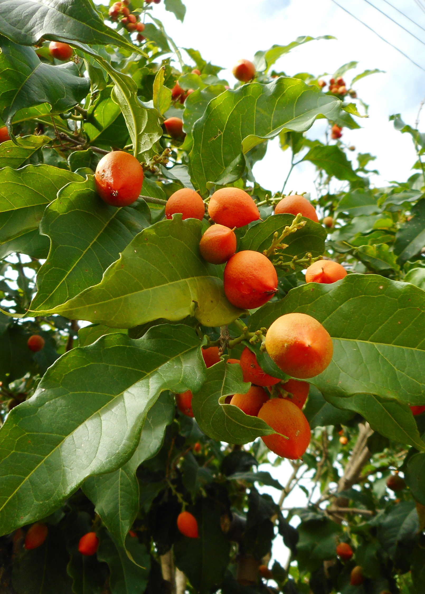 Sow Exotic Peanut Butter Fruit Tree (Bunchosia argentea) in coconut coir pot, showcasing lush green tropical foliage.