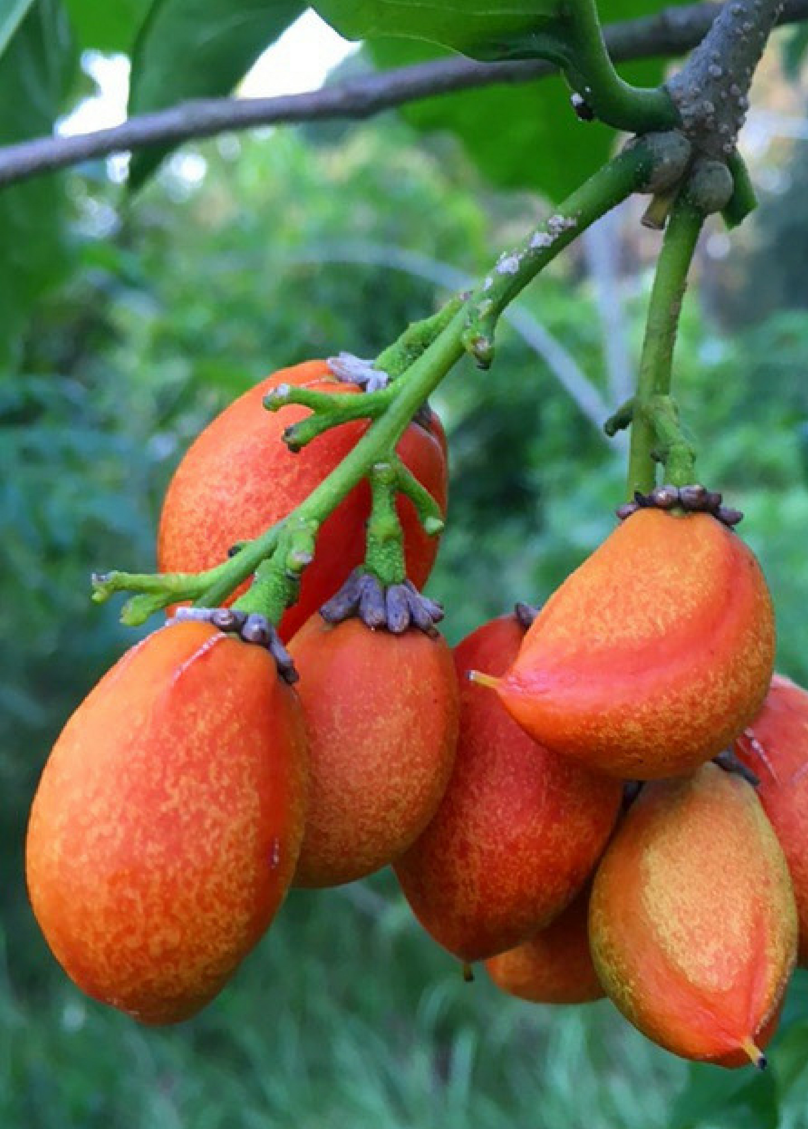 Sow Exotic peanut butter fruit (Bunchosia argentea) tropical fruit tree in a coconut coir pot with lush green foliage.