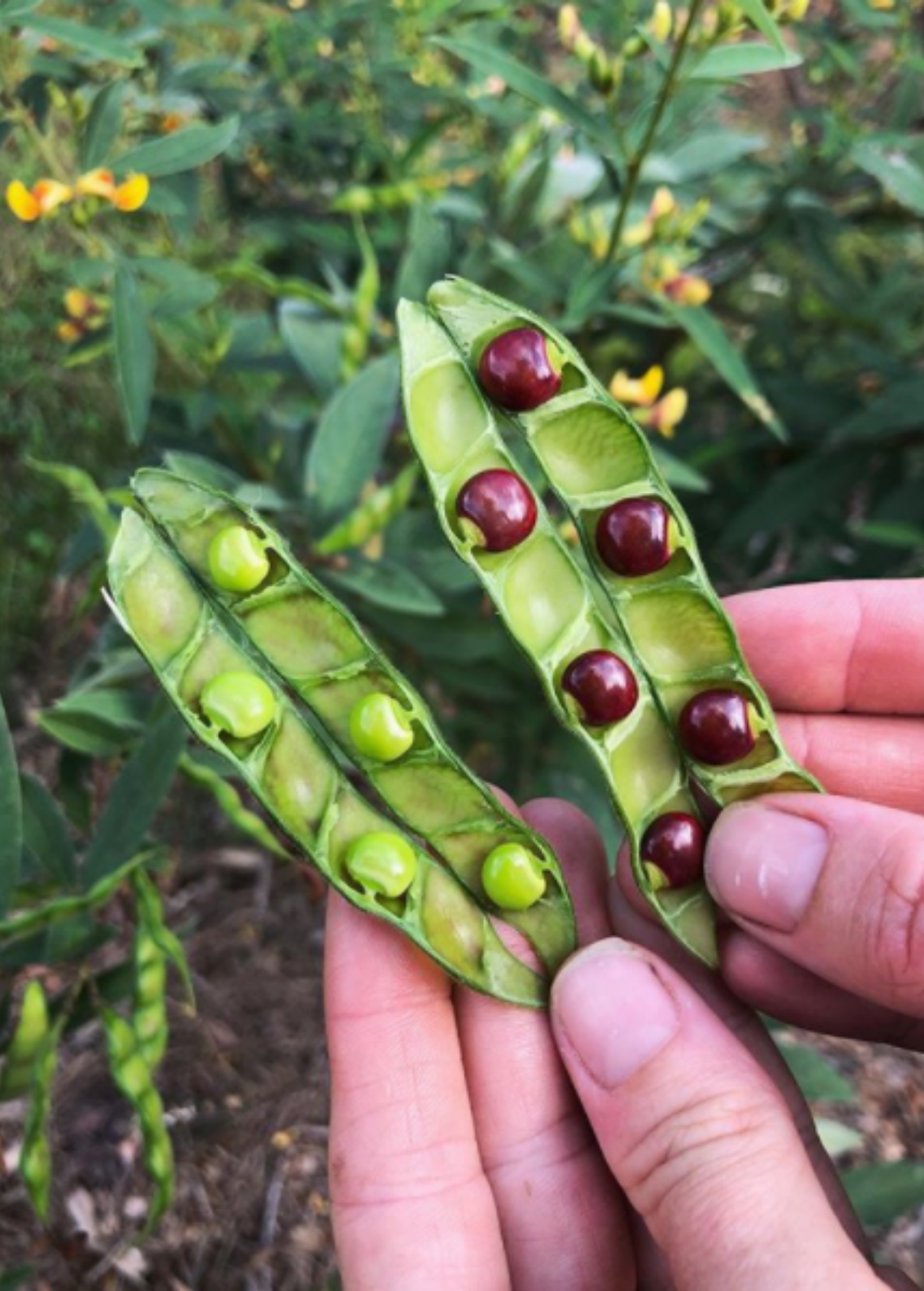 Red pigeon pea tropical fruit tree in coconut coir pot by Sow Exotic, showing lush green foliage and vibrant red pods.