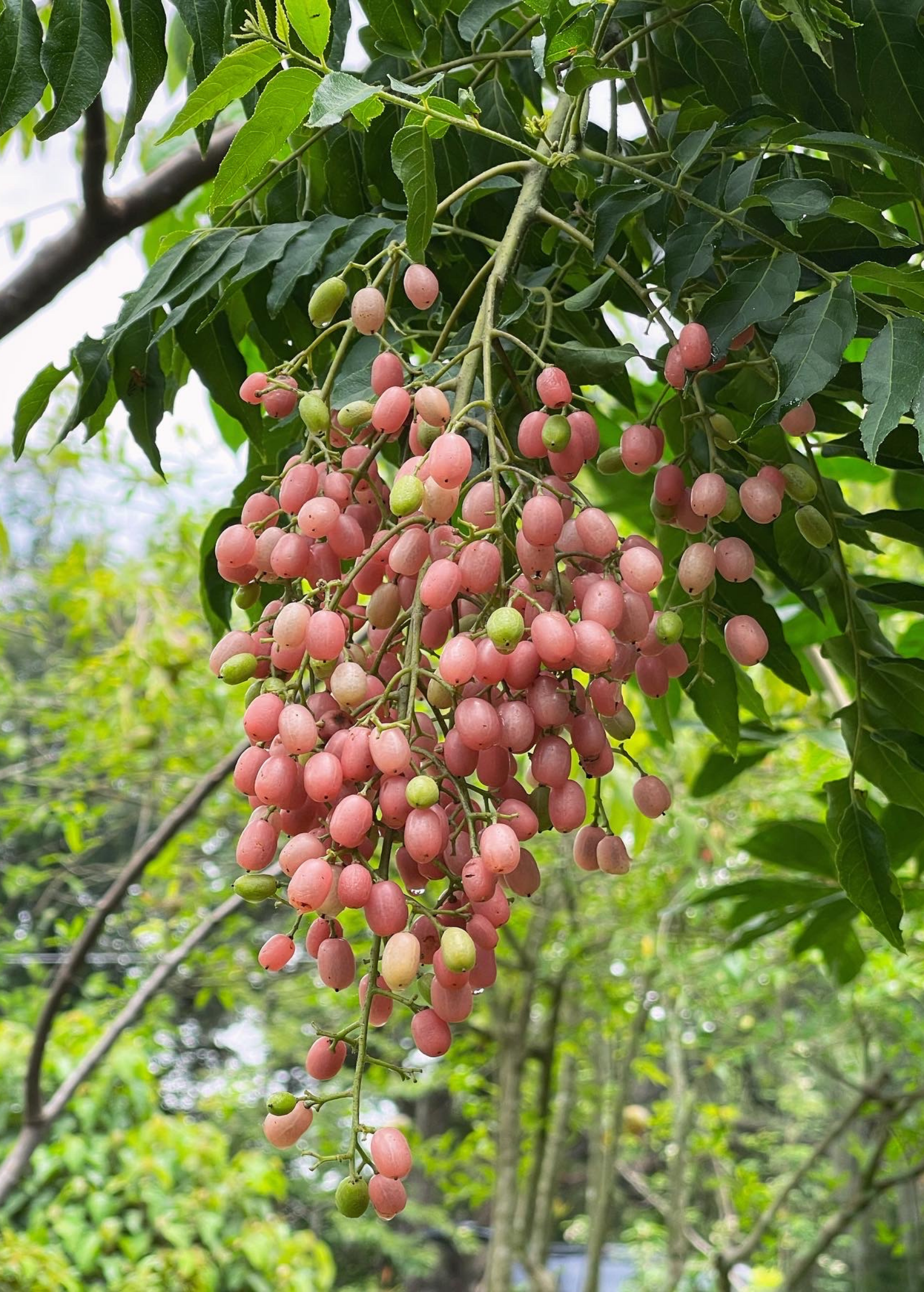 Pink Wampee tropical fruit tree in coconut coir pot, grown by Sow Exotic, with vibrant pink foliage and lush green leaves.