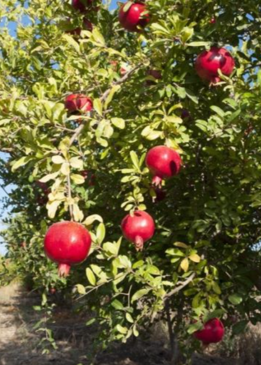 Pomegranate 'Afganski' tropical fruit tree in a coconut coir pot, grown by Sow Exotic, ready for planting or display.