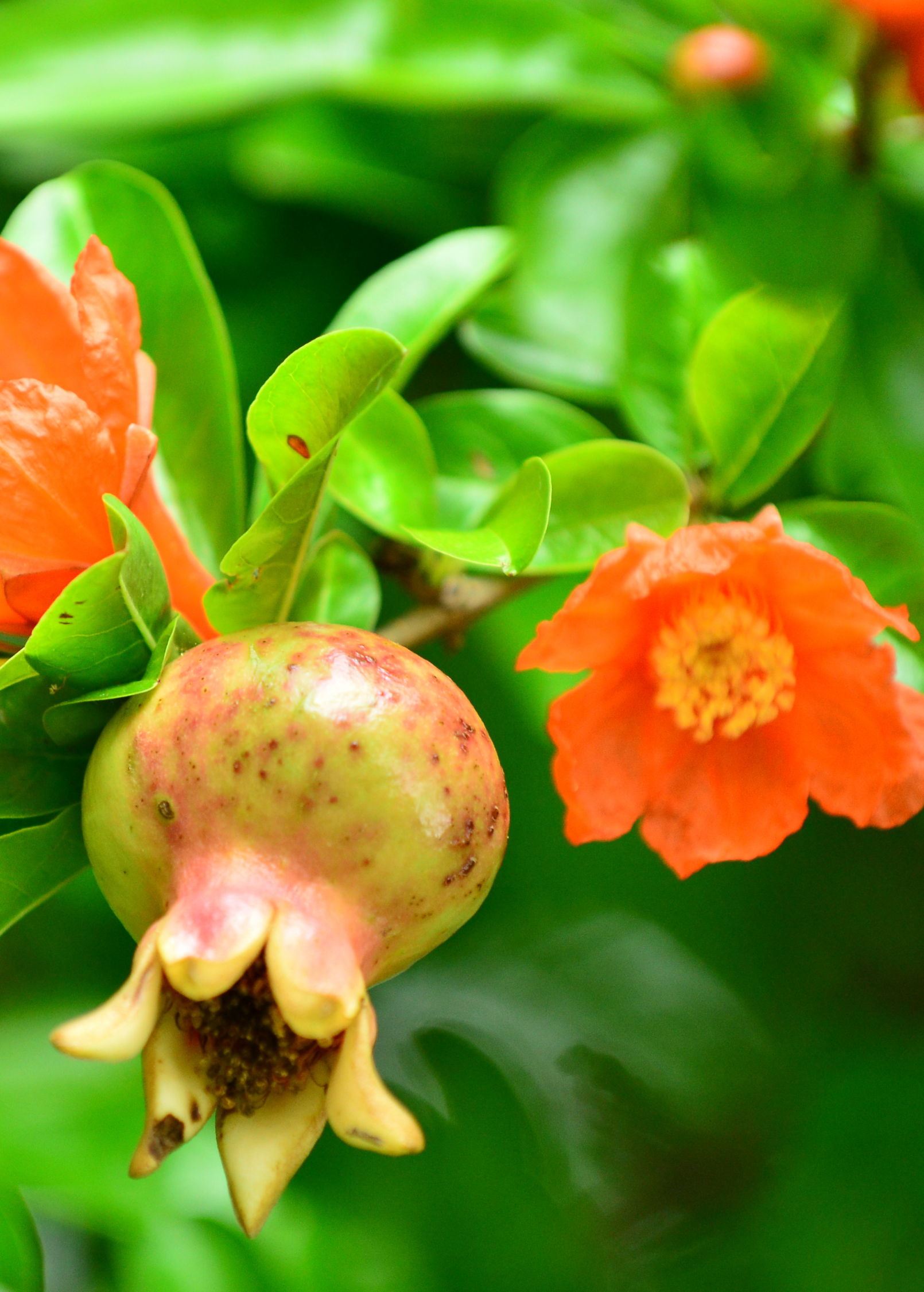 Pomegranate 'Azadi' tropical fruit tree in a coconut coir pot, grown by Sow Exotic, with lush green foliage and developing fruit.