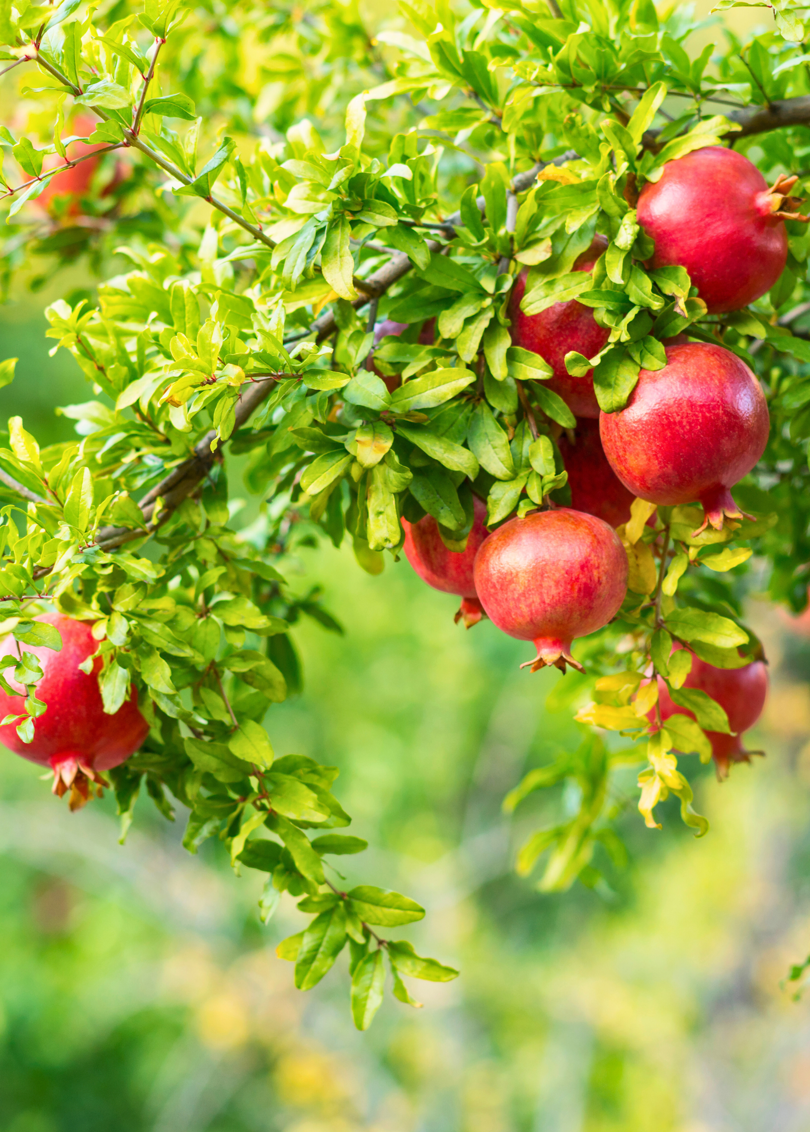 Pomegranate 'Wonderful' tropical fruit tree in a coconut coir pot, showcasing lush green leaves and developing fruit.
