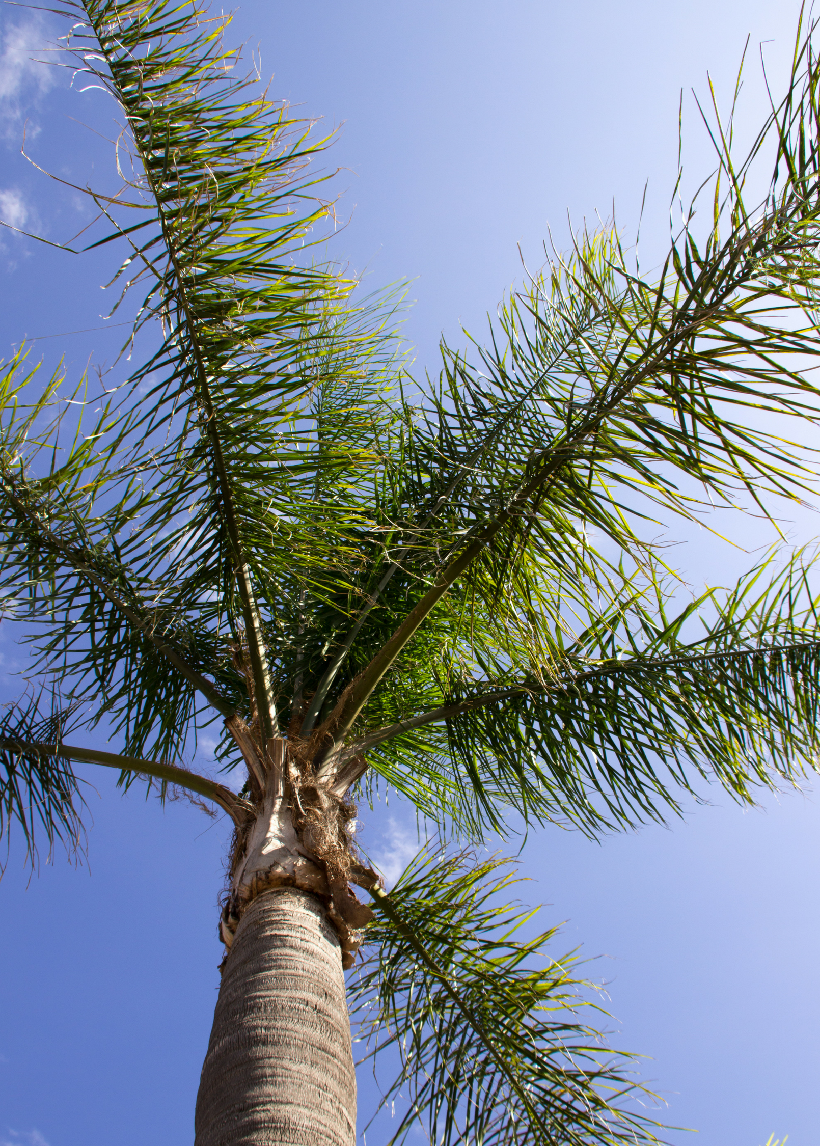 Queen Palm tropical fruit tree in a coconut coir pot, showcasing lush green fronds and healthy trunk.