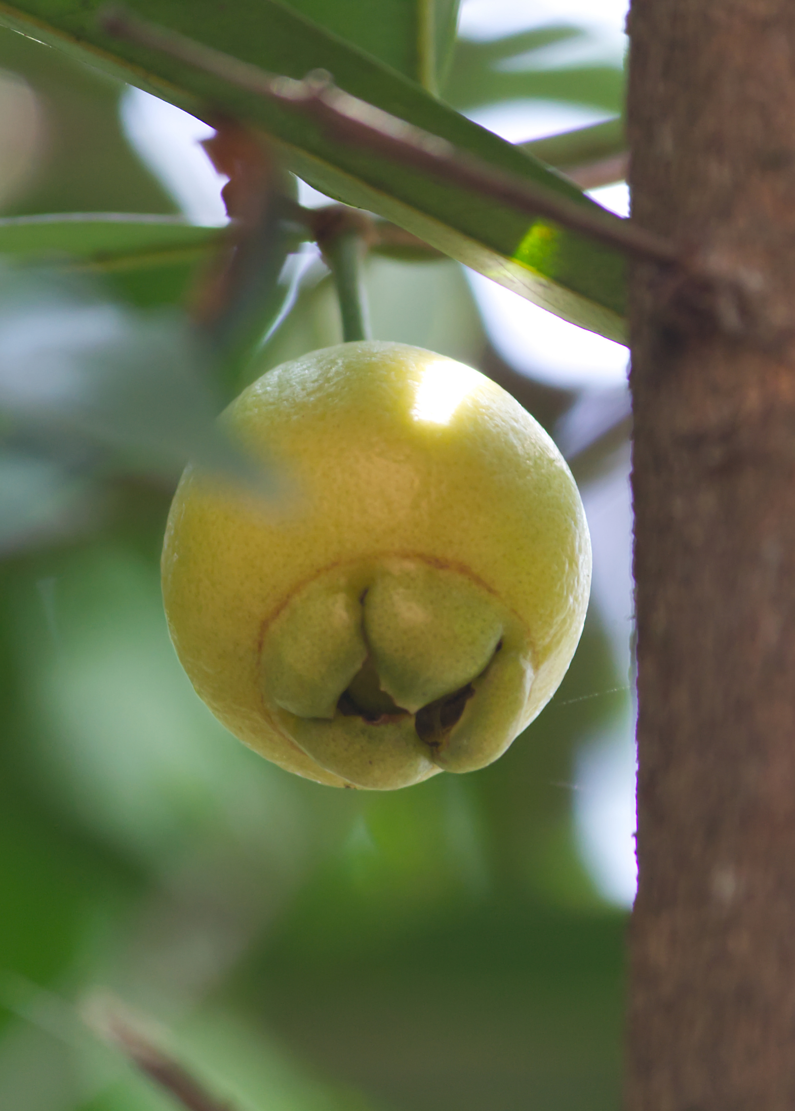 Rose Apple tropical fruit tree in coconut coir pot by Sow Exotic, showcasing lush green foliage and healthy growth.